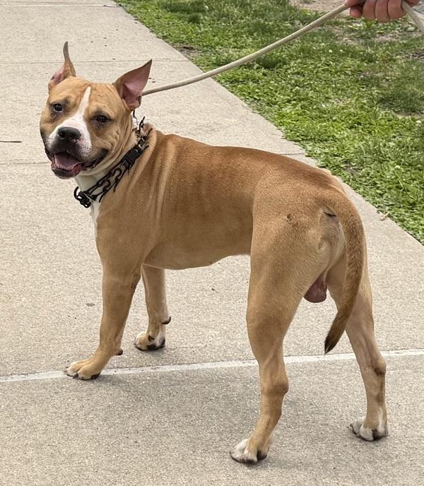 Jovan, Adoptable, Adult Male Mixed Breed.
