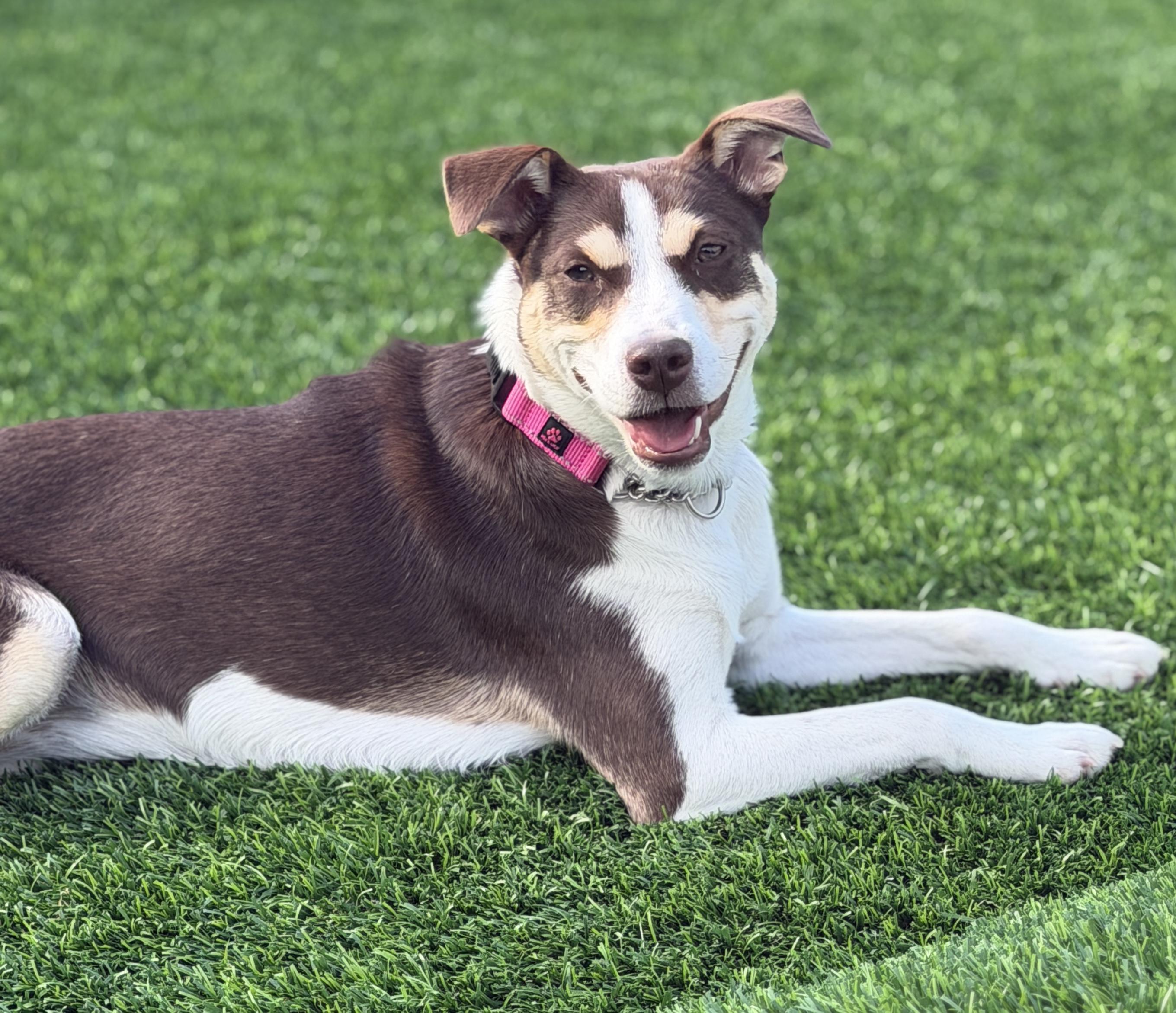 Penny, a ADOPTABLE mixed breed in Mt Pleasant, SC image 2/6