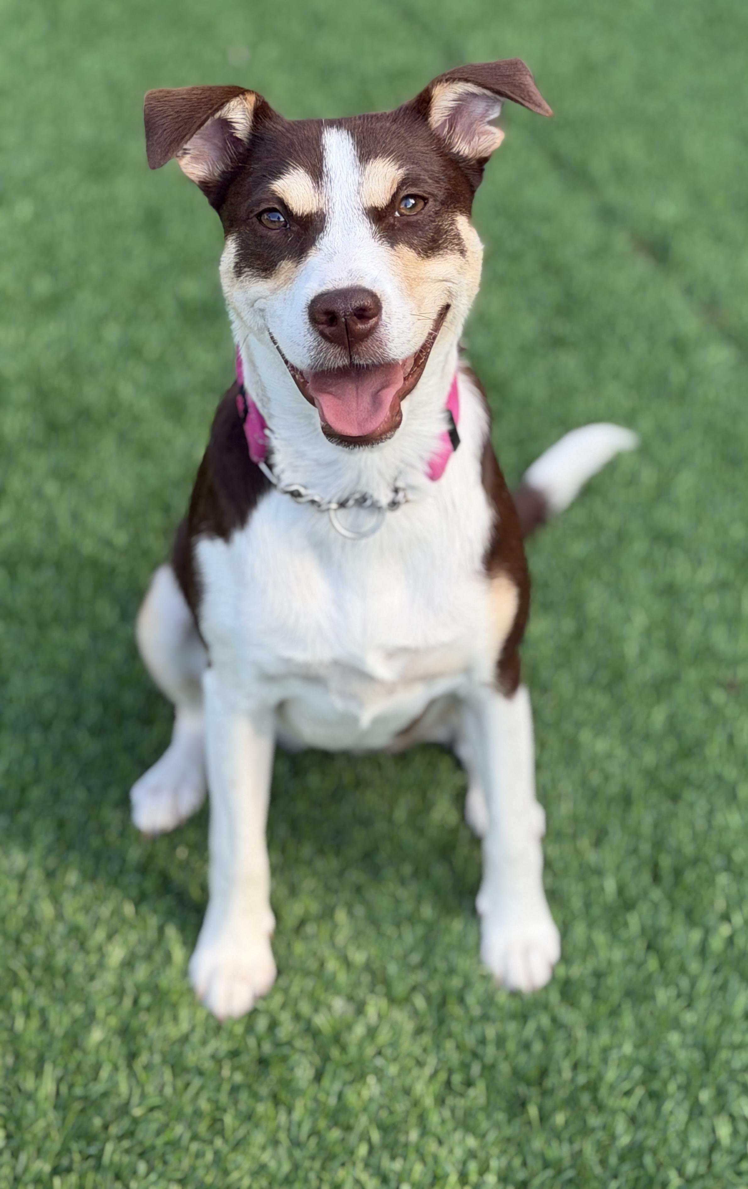 Penny, a ADOPTABLE mixed breed in Mt Pleasant, SC image 1/6