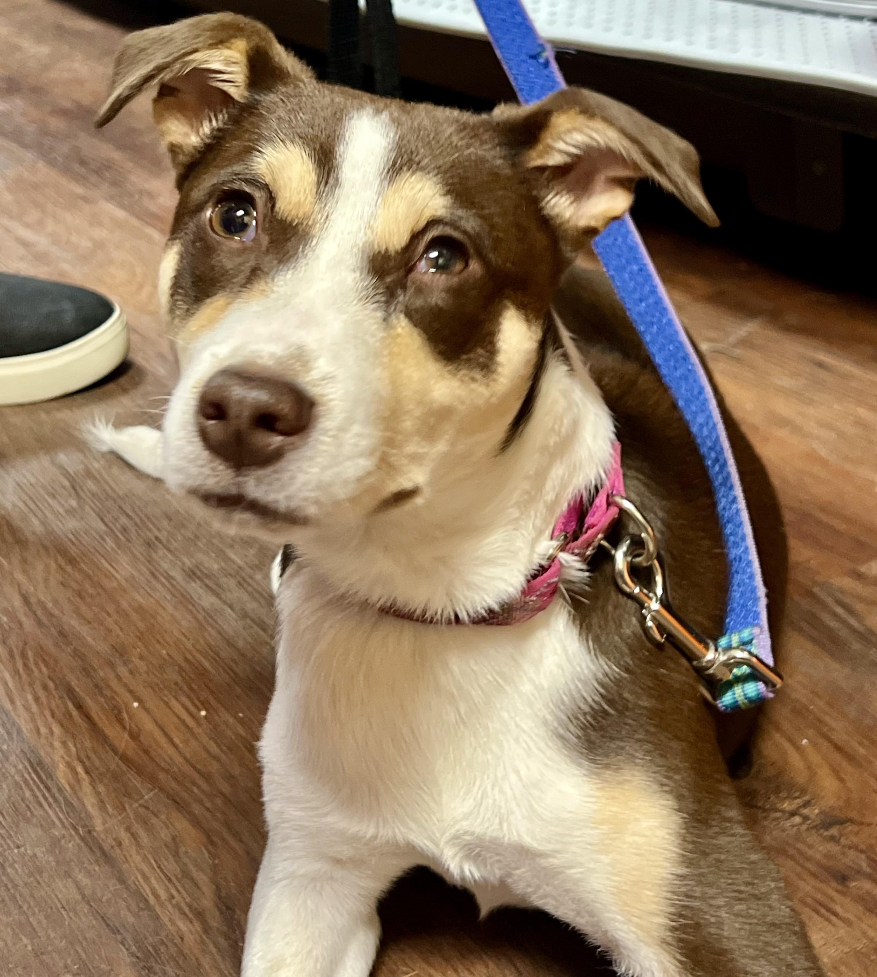 Enlarge Penny, a ADOPTABLE mixed breed in Mt Pleasant, SC image 3/6