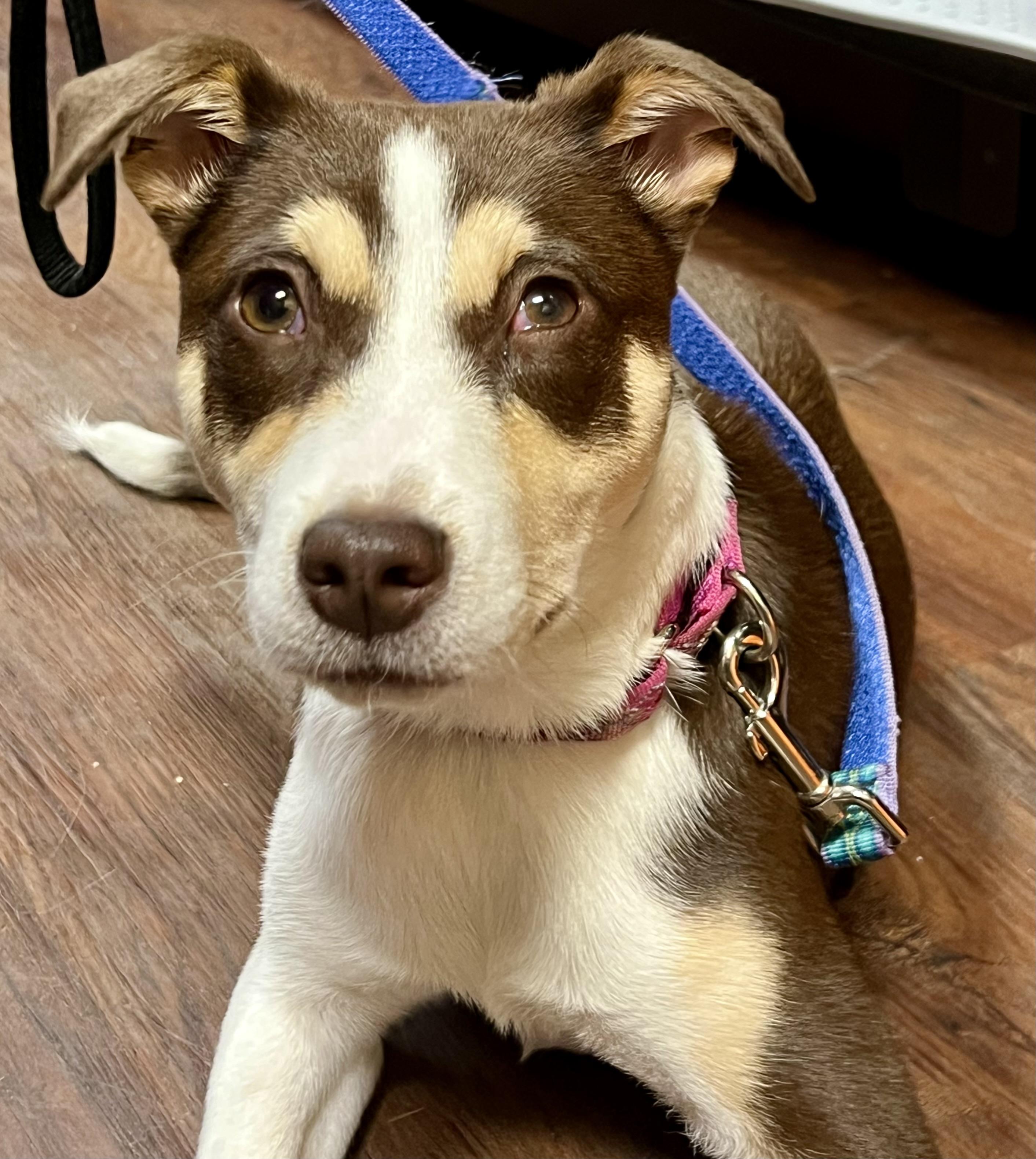 Enlarge Penny, a ADOPTABLE mixed breed in Mt Pleasant, SC image 2/6