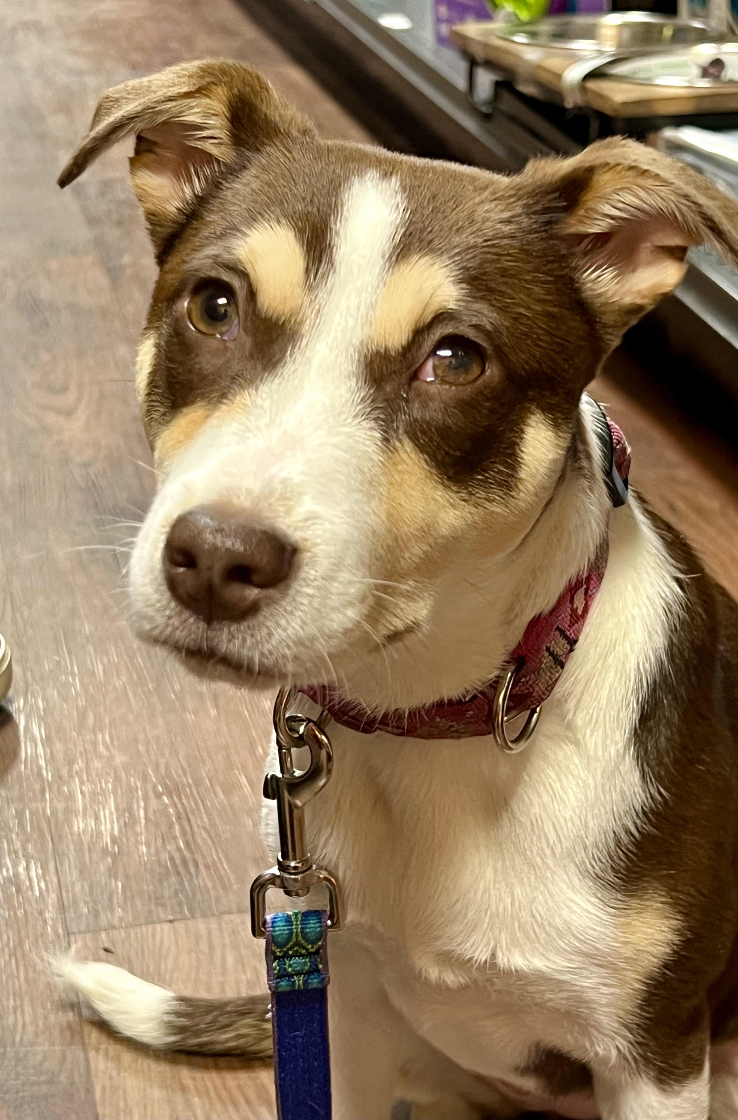 Enlarge Penny, a ADOPTABLE mixed breed in Mt Pleasant, SC image 5/6