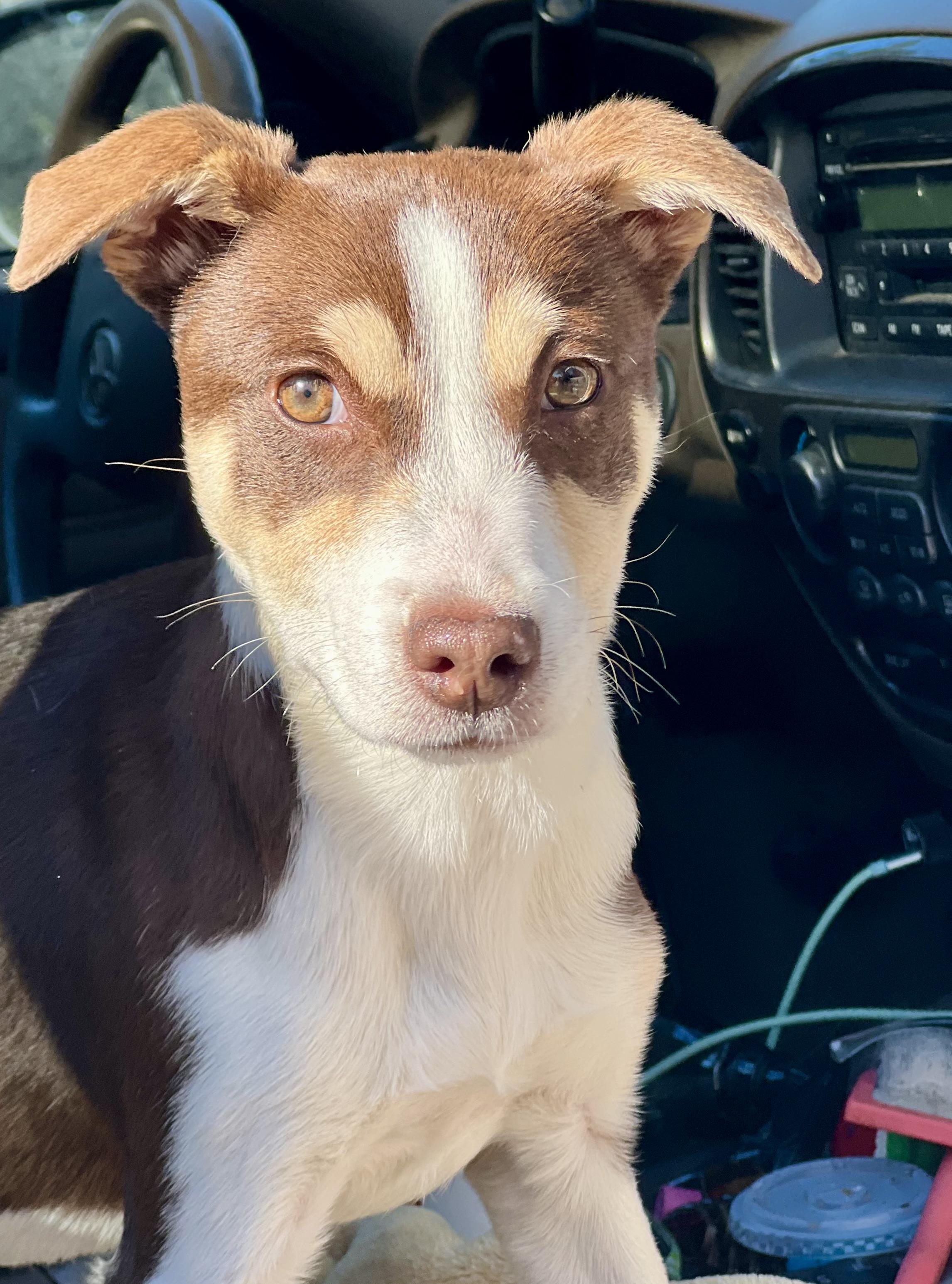 Enlarge Penny, a ADOPTABLE mixed breed in Mt Pleasant, SC image 3/5