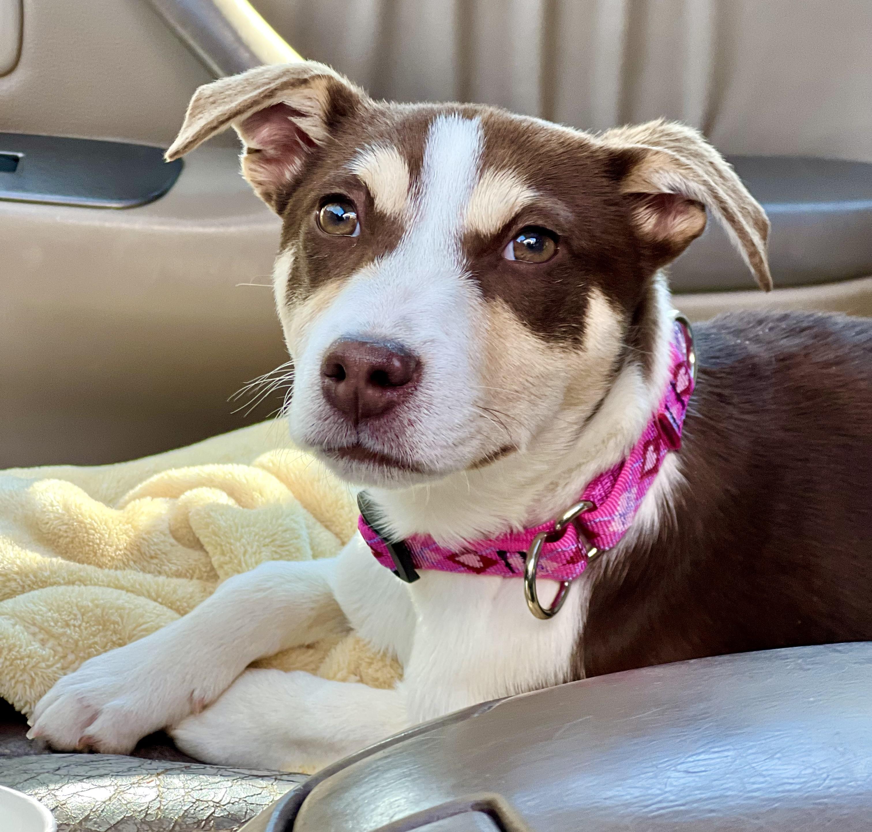 Penny, ADOPTABLE, Young Female Mixed Breed.