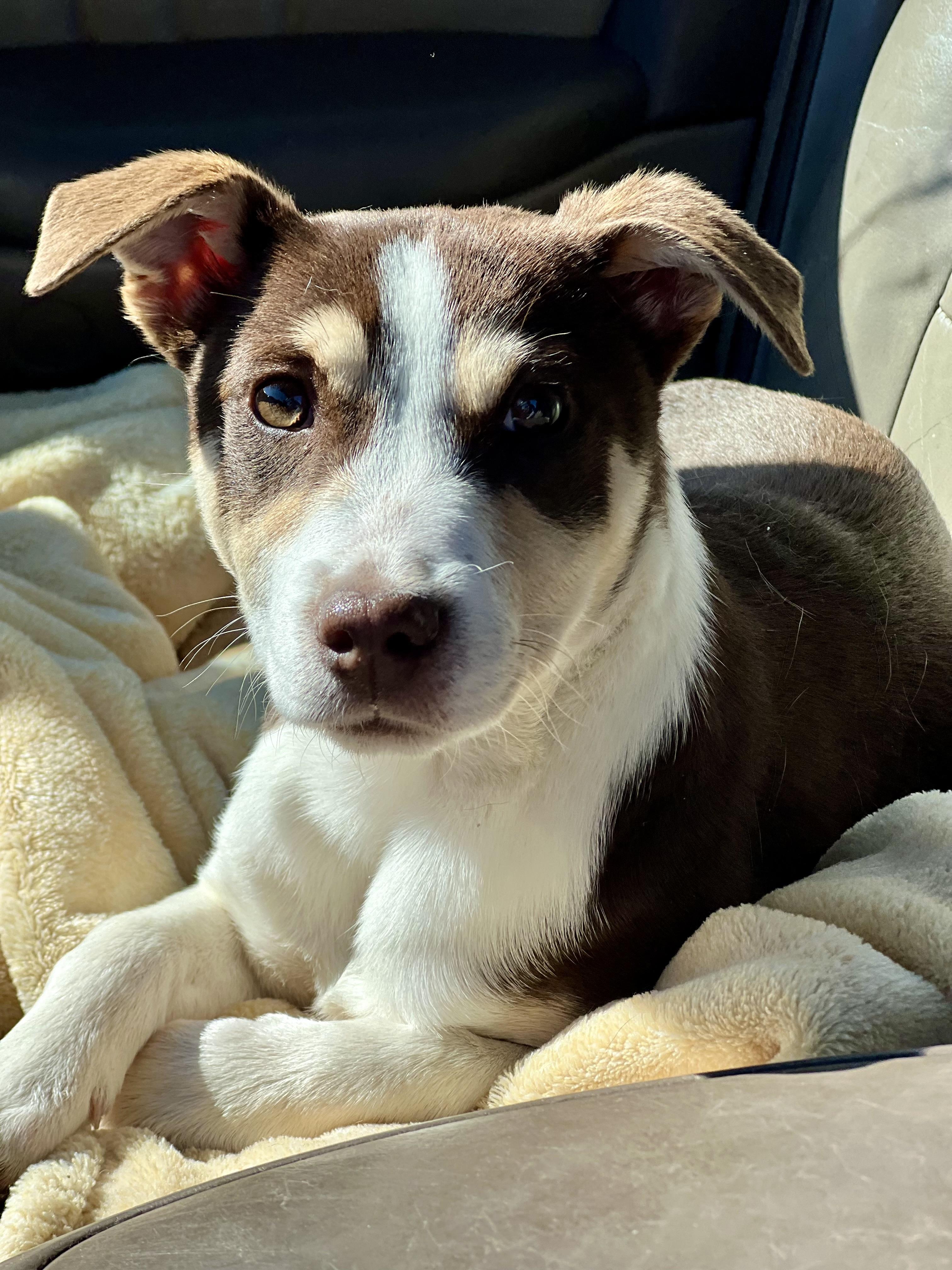 Enlarge Penny, a ADOPTABLE mixed breed in Mt Pleasant, SC image 5/5