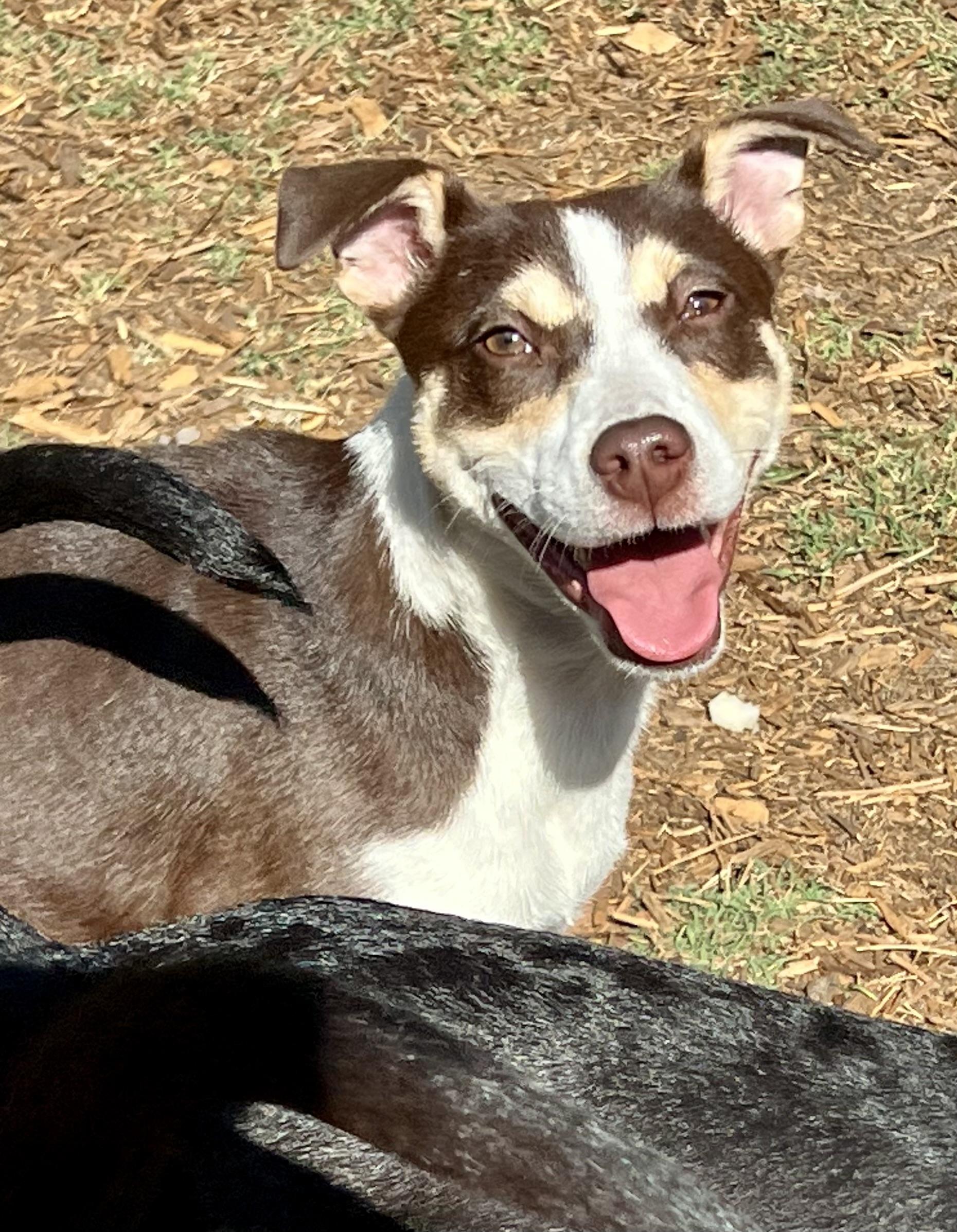 Enlarge Penny, a ADOPTABLE mixed breed in Mt Pleasant, SC image 1/6
