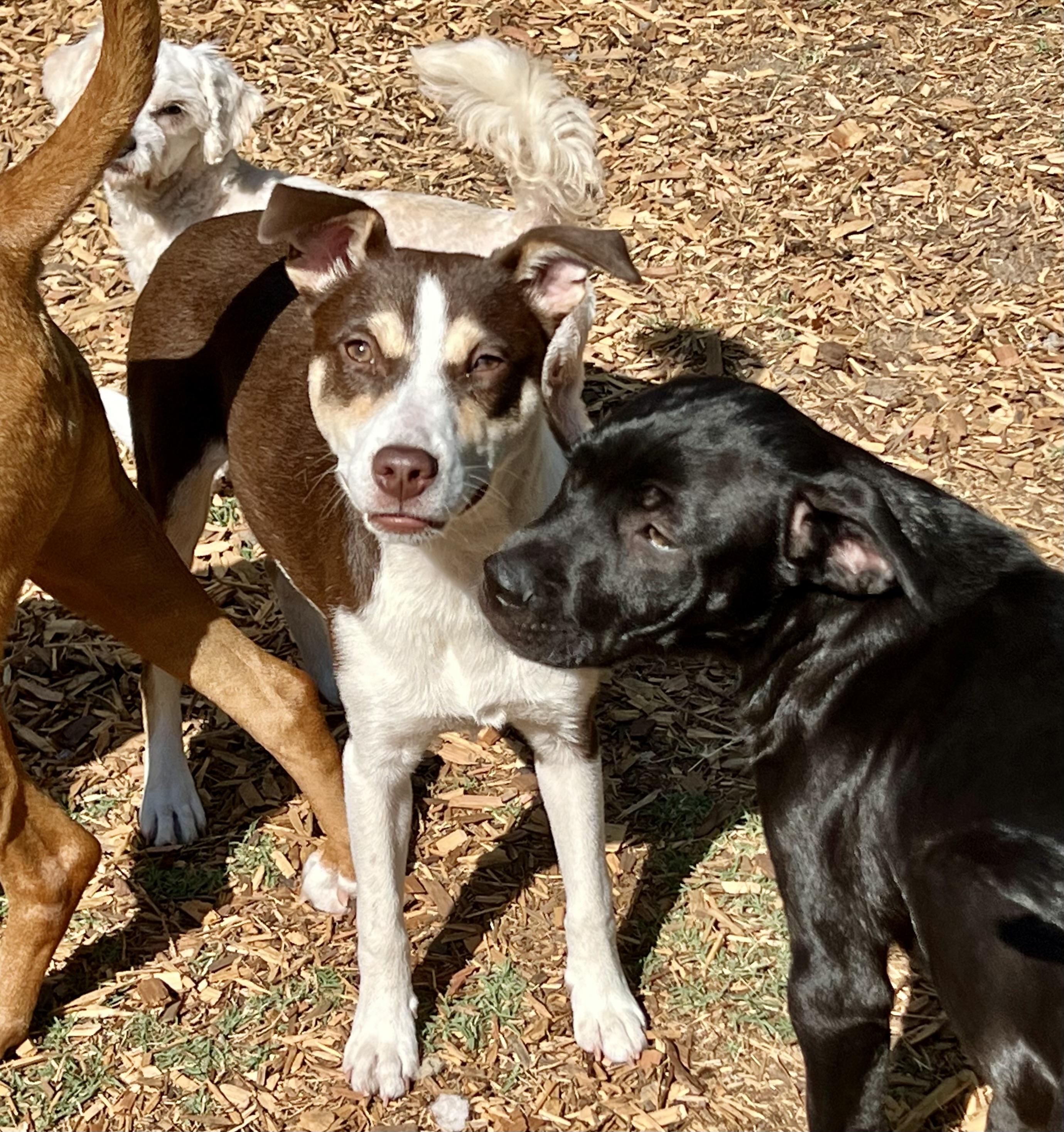 Enlarge Penny, a ADOPTABLE mixed breed in Mt Pleasant, SC image 5/6
