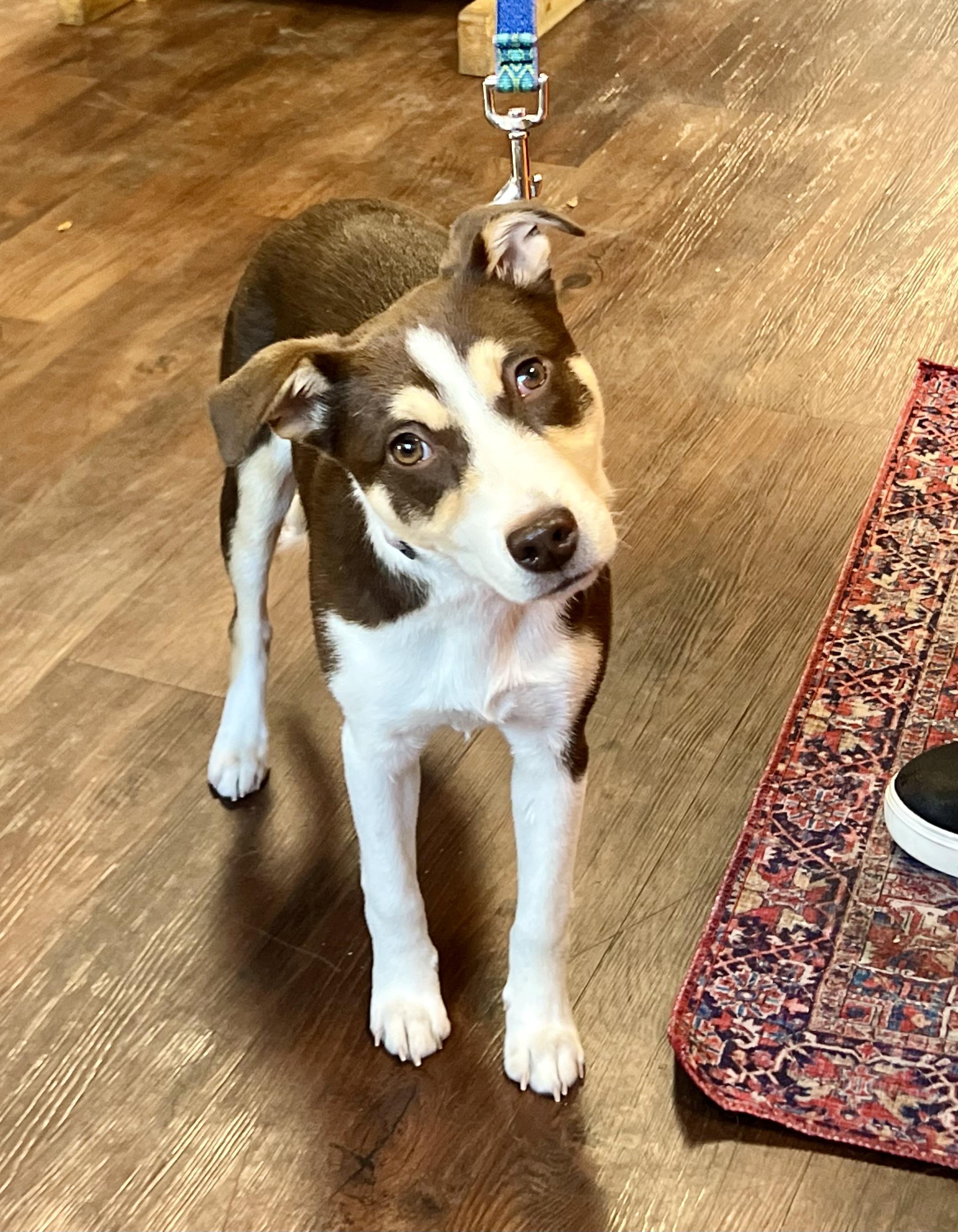 Enlarge Penny, a ADOPTABLE mixed breed in Mt Pleasant, SC image 4/6