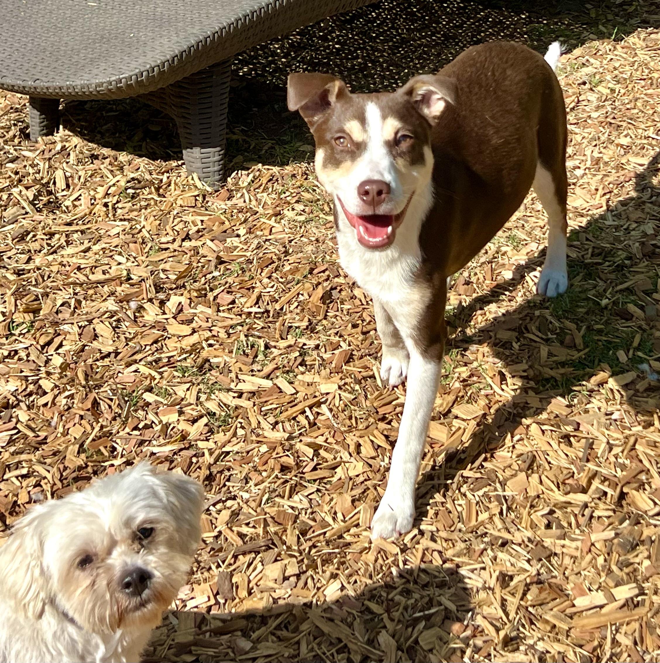 Enlarge Penny, a ADOPTABLE mixed breed in Mt Pleasant, SC image 4/6