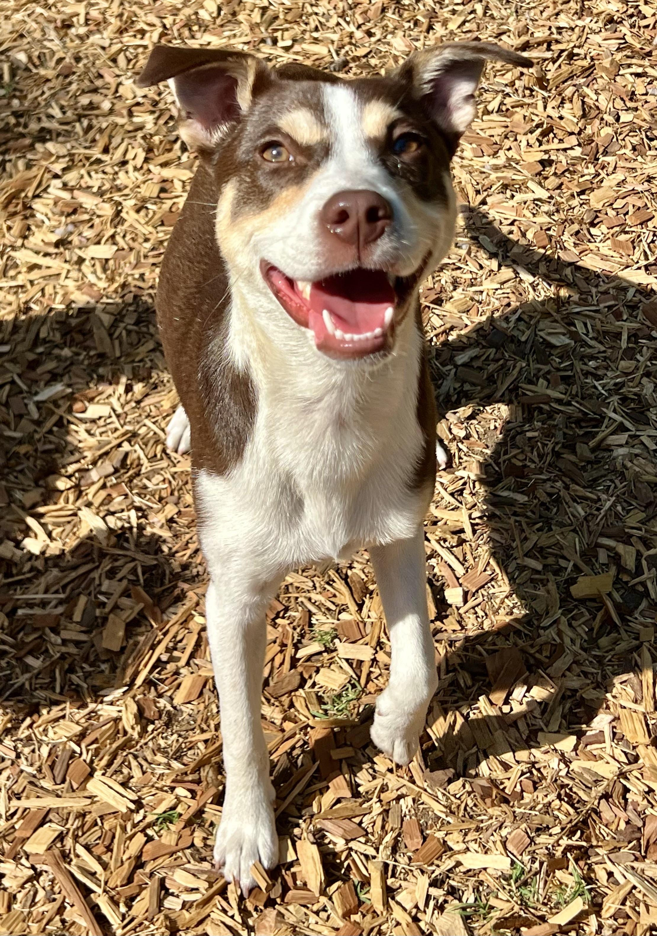 Enlarge Penny, a ADOPTABLE mixed breed in Mt Pleasant, SC image 3/6