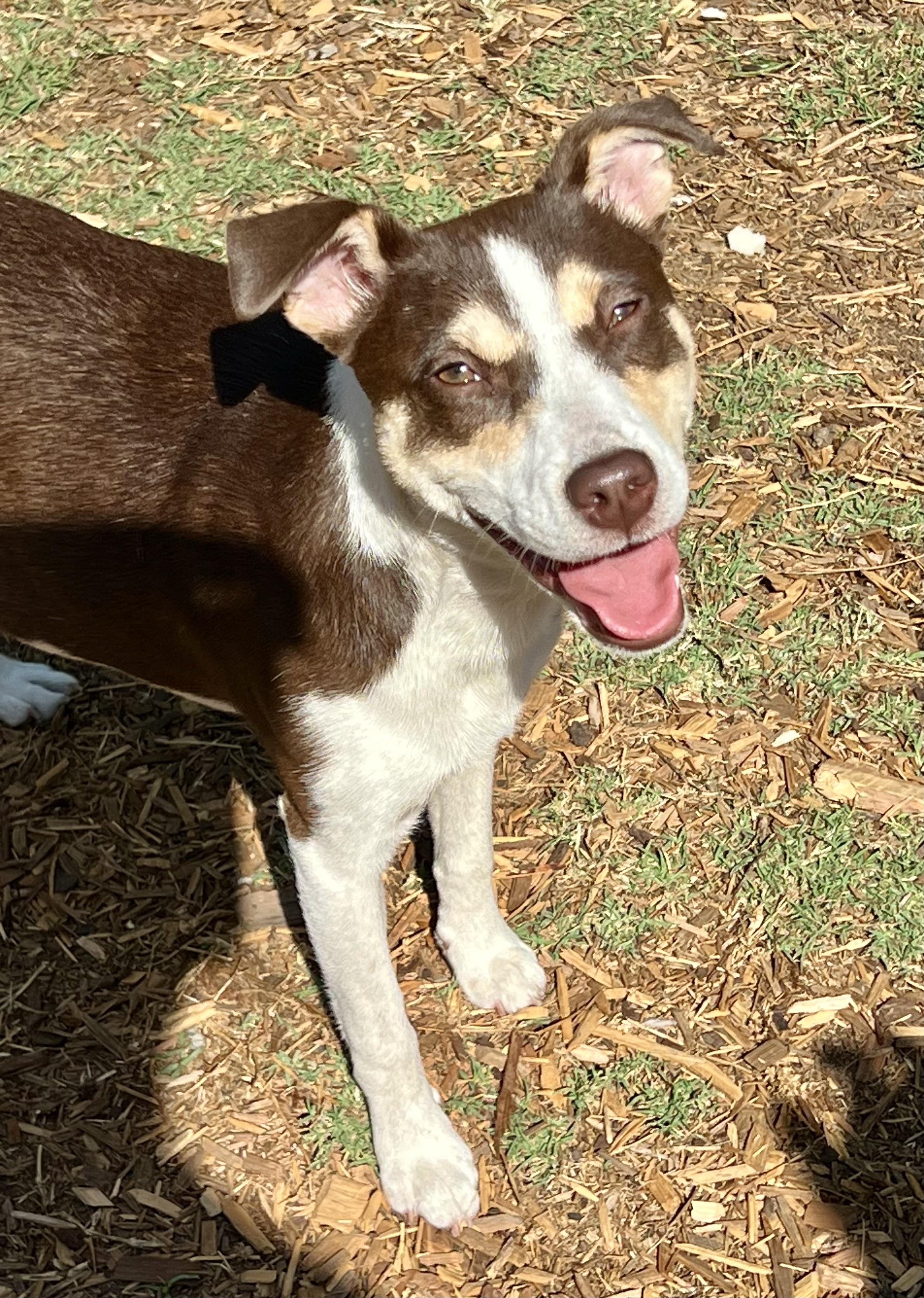 Enlarge Penny, a ADOPTABLE mixed breed in Mt Pleasant, SC image 6/6
