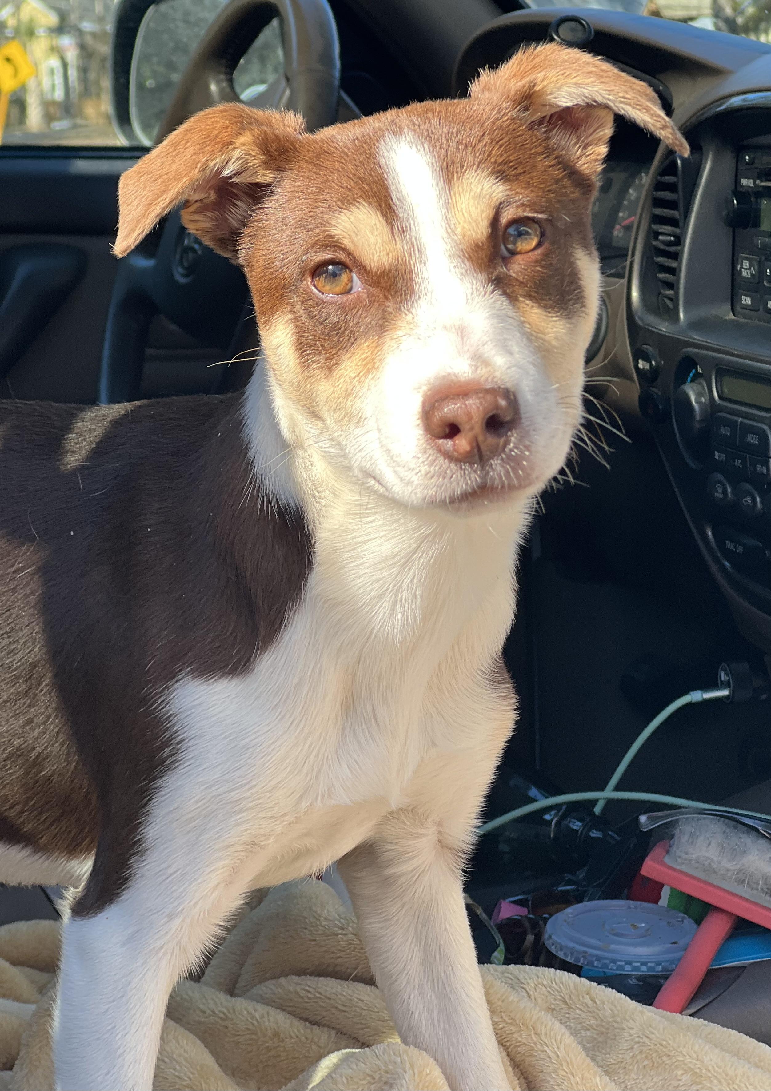 Enlarge Penny, a ADOPTABLE mixed breed in Mt Pleasant, SC image 2/5