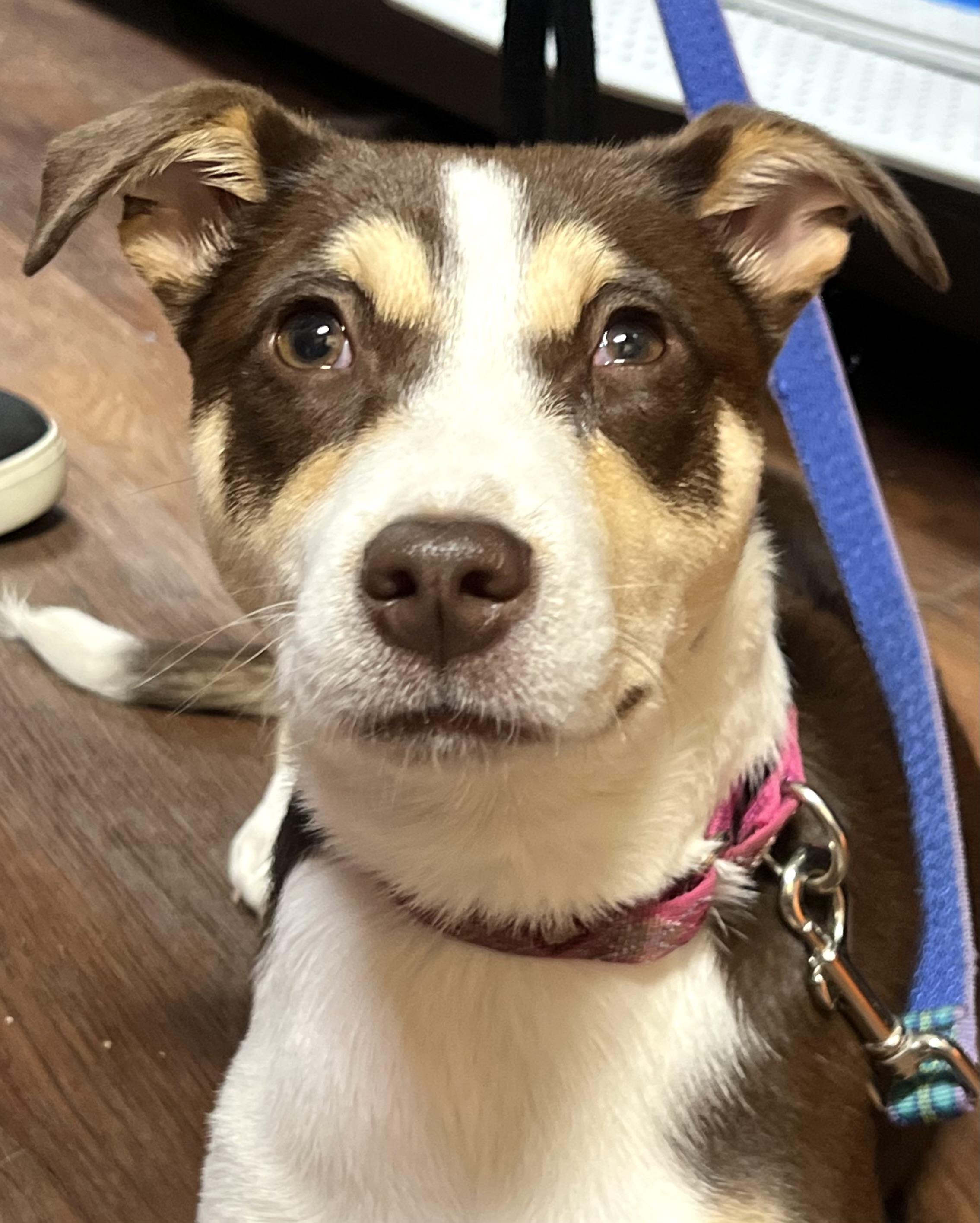 Enlarge Penny, a ADOPTABLE mixed breed in Mt Pleasant, SC image 6/6