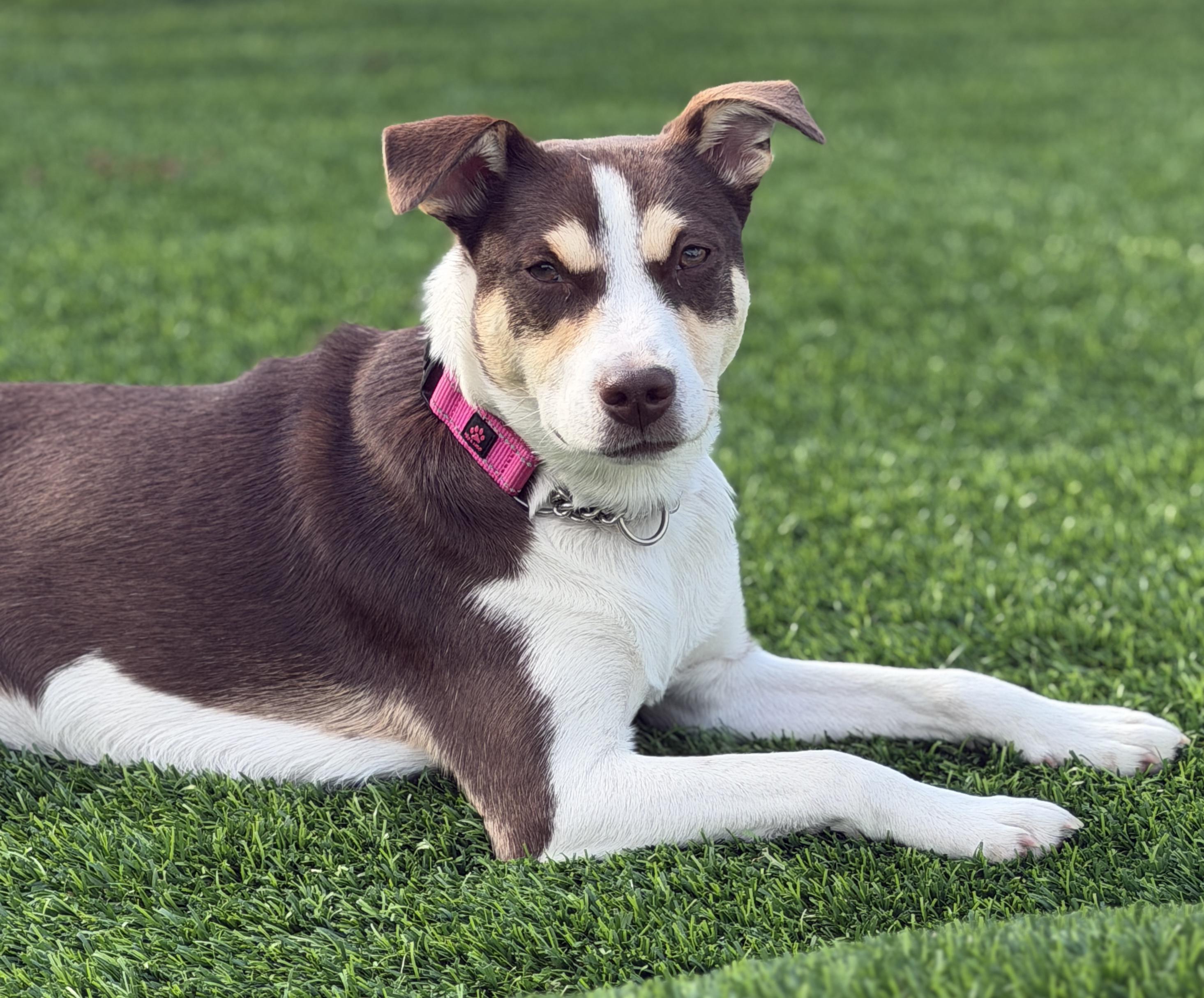 Penny, a ADOPTABLE mixed breed in Mt Pleasant, SC image 4/6