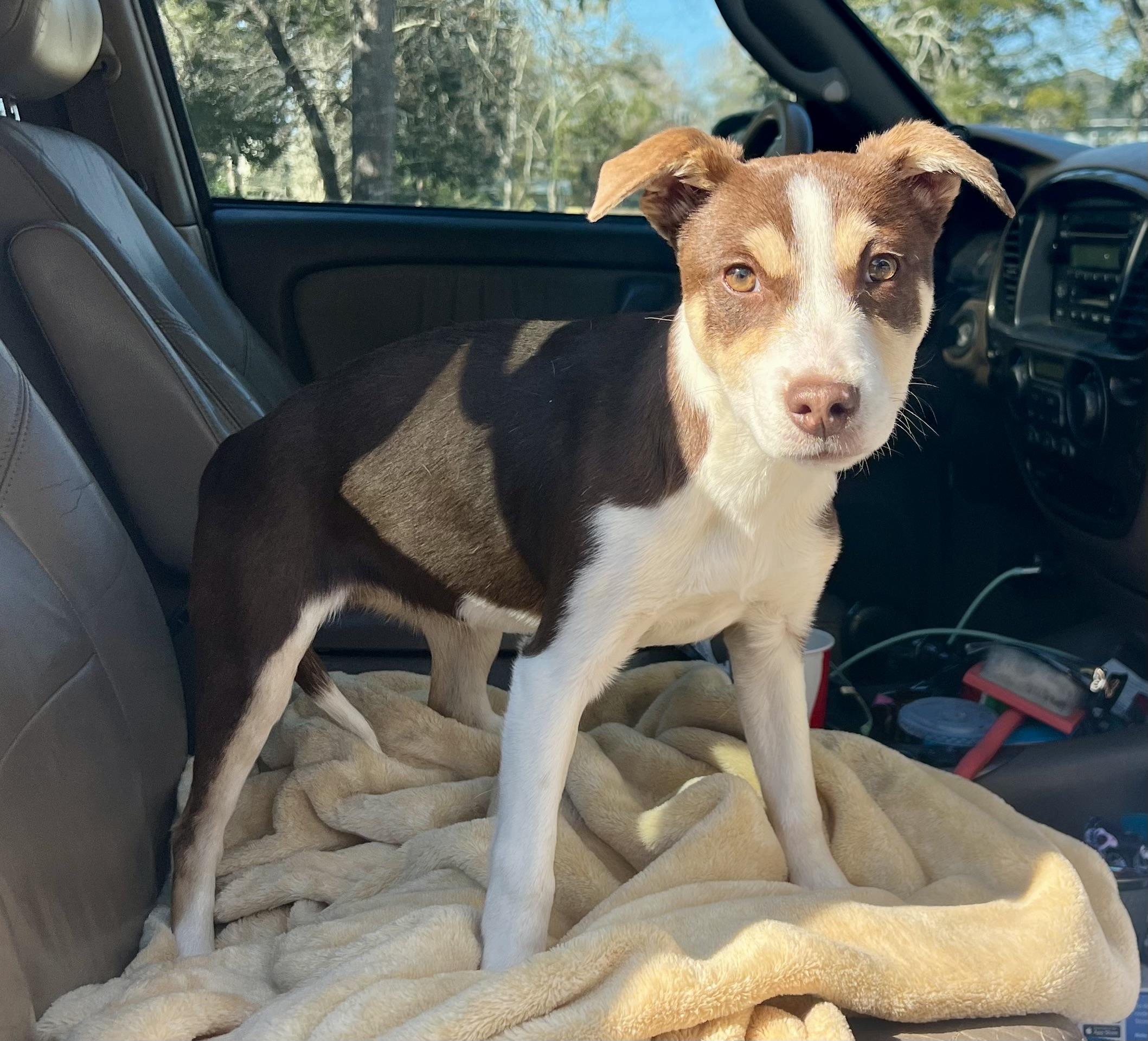 Enlarge Penny, a ADOPTABLE mixed breed in Mt Pleasant, SC image 4/5