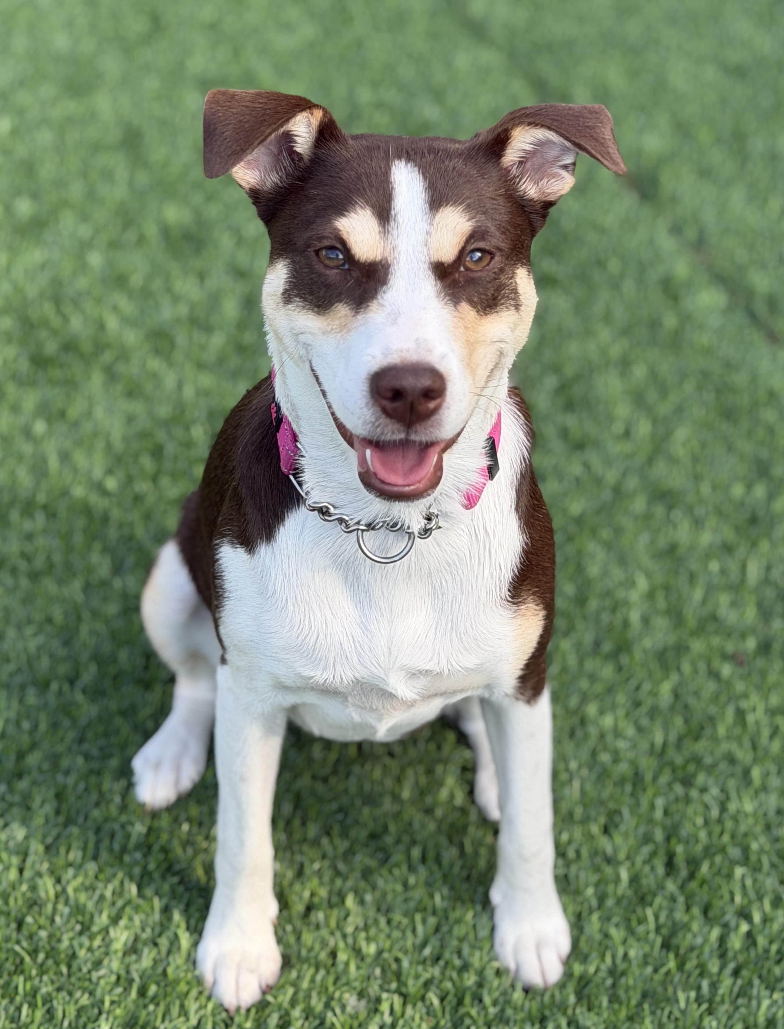 Penny, a ADOPTABLE mixed breed in Mt Pleasant, SC image 3/6