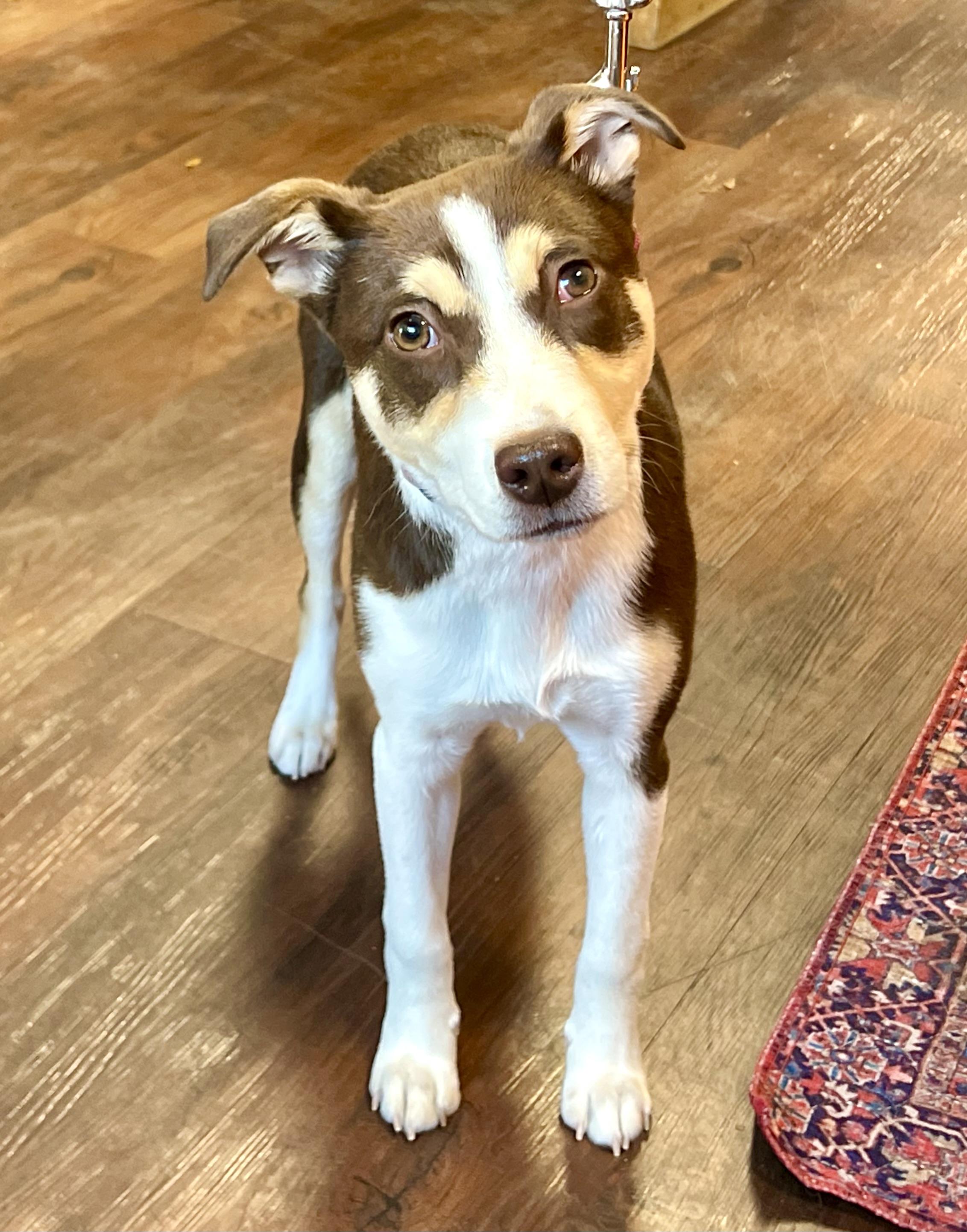 Enlarge Penny, a ADOPTABLE mixed breed in Mt Pleasant, SC image 1/6