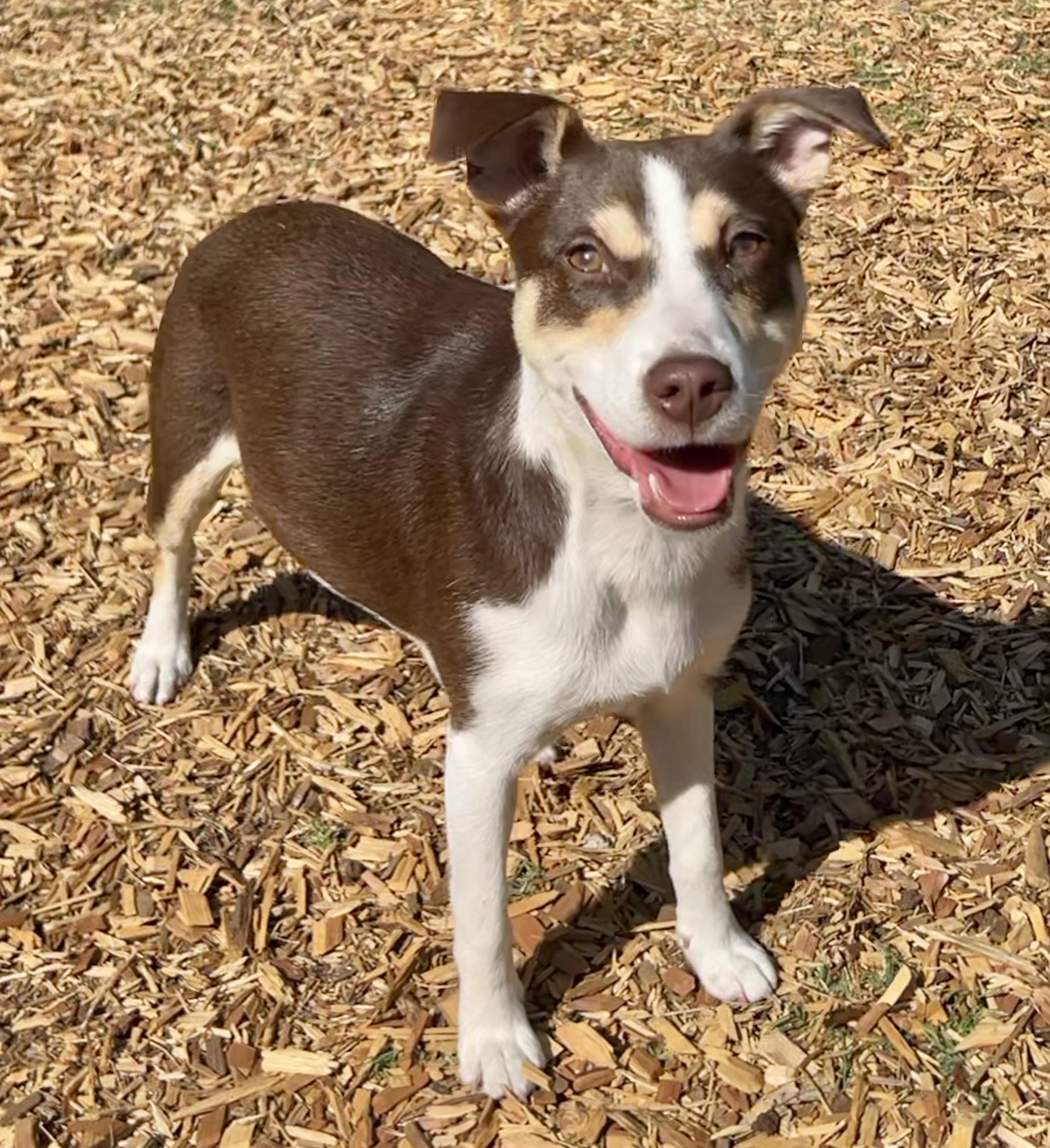 Enlarge Penny, a ADOPTABLE mixed breed in Mt Pleasant, SC image 2/6