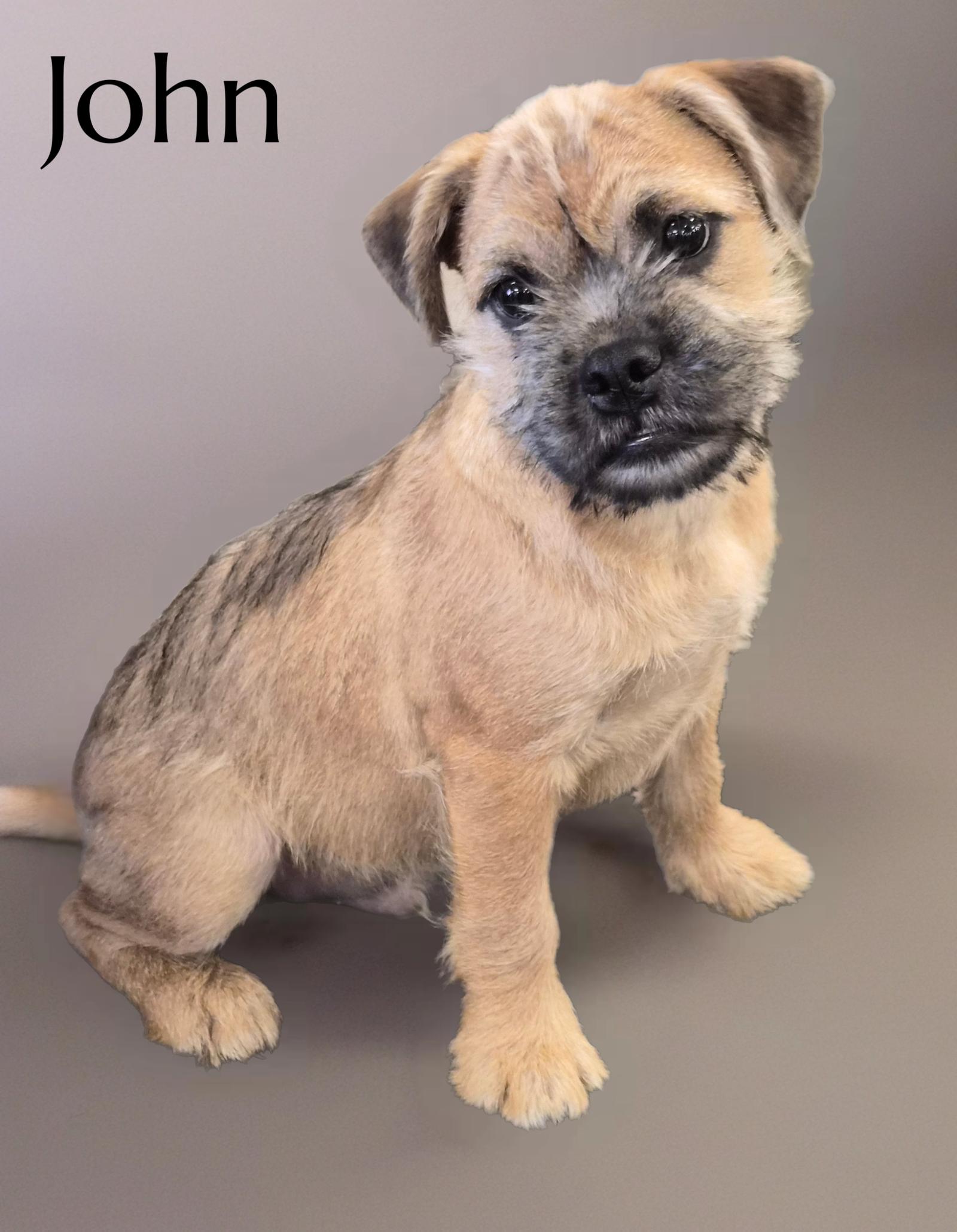 John, Adopted, Puppy Male Pug.