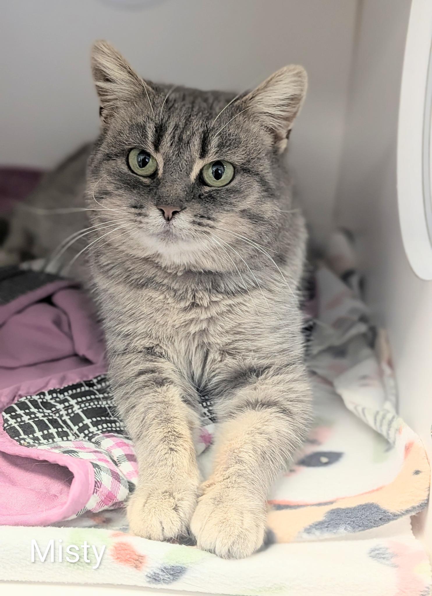 Misty, ADOPTABLE, Adult Female Domestic Short Hair.