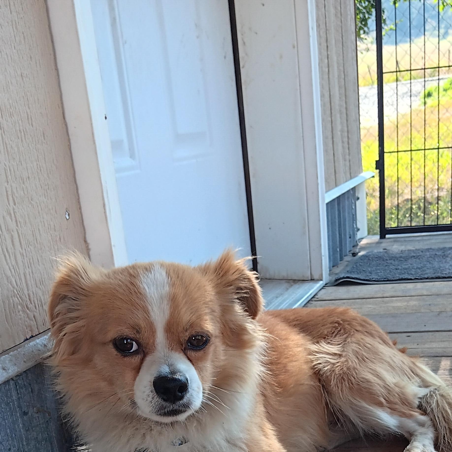 Pebble, Adoptable, Young Male Pomeranian.