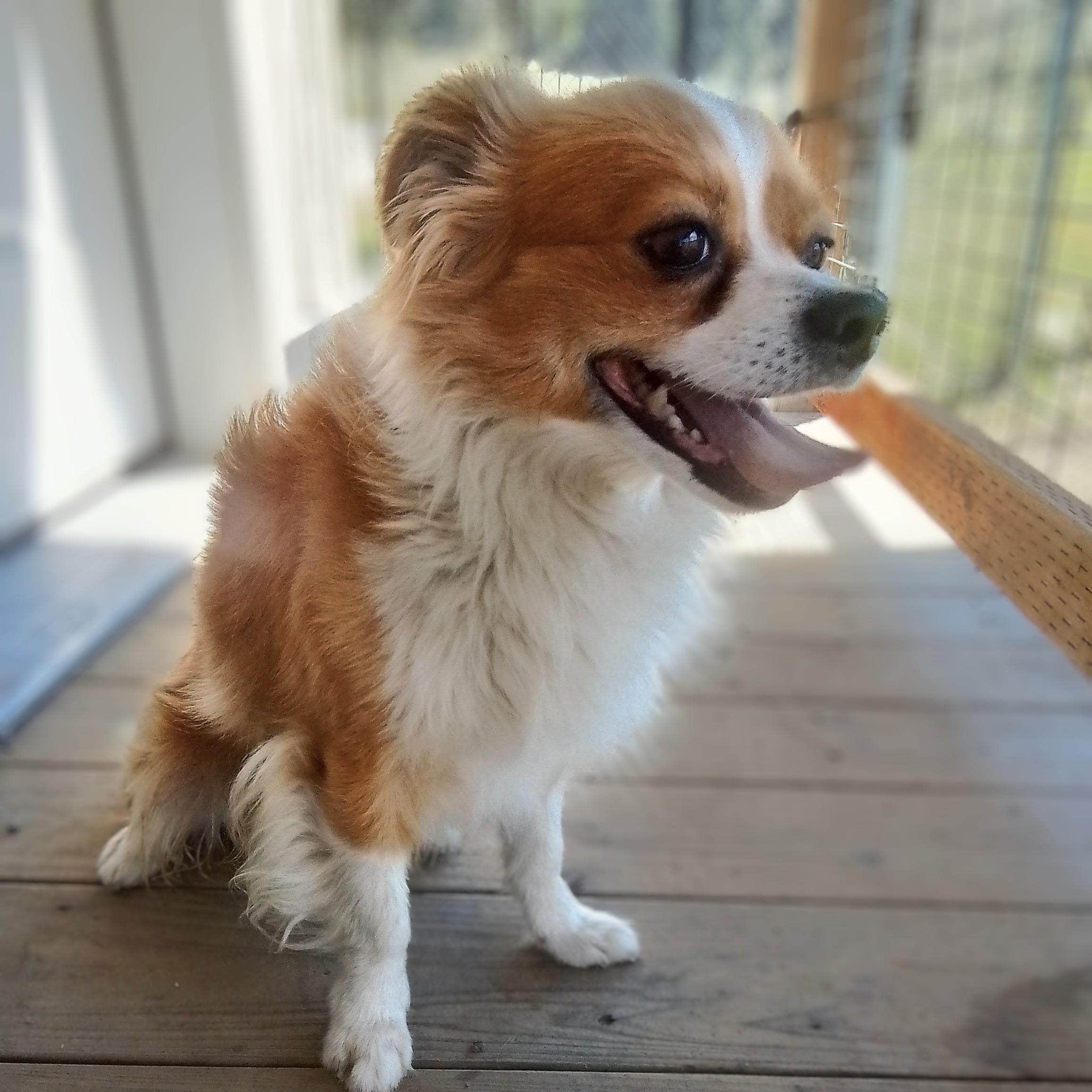Pebble, a Adoptable mixed breed in Olympia, WA image 4/5