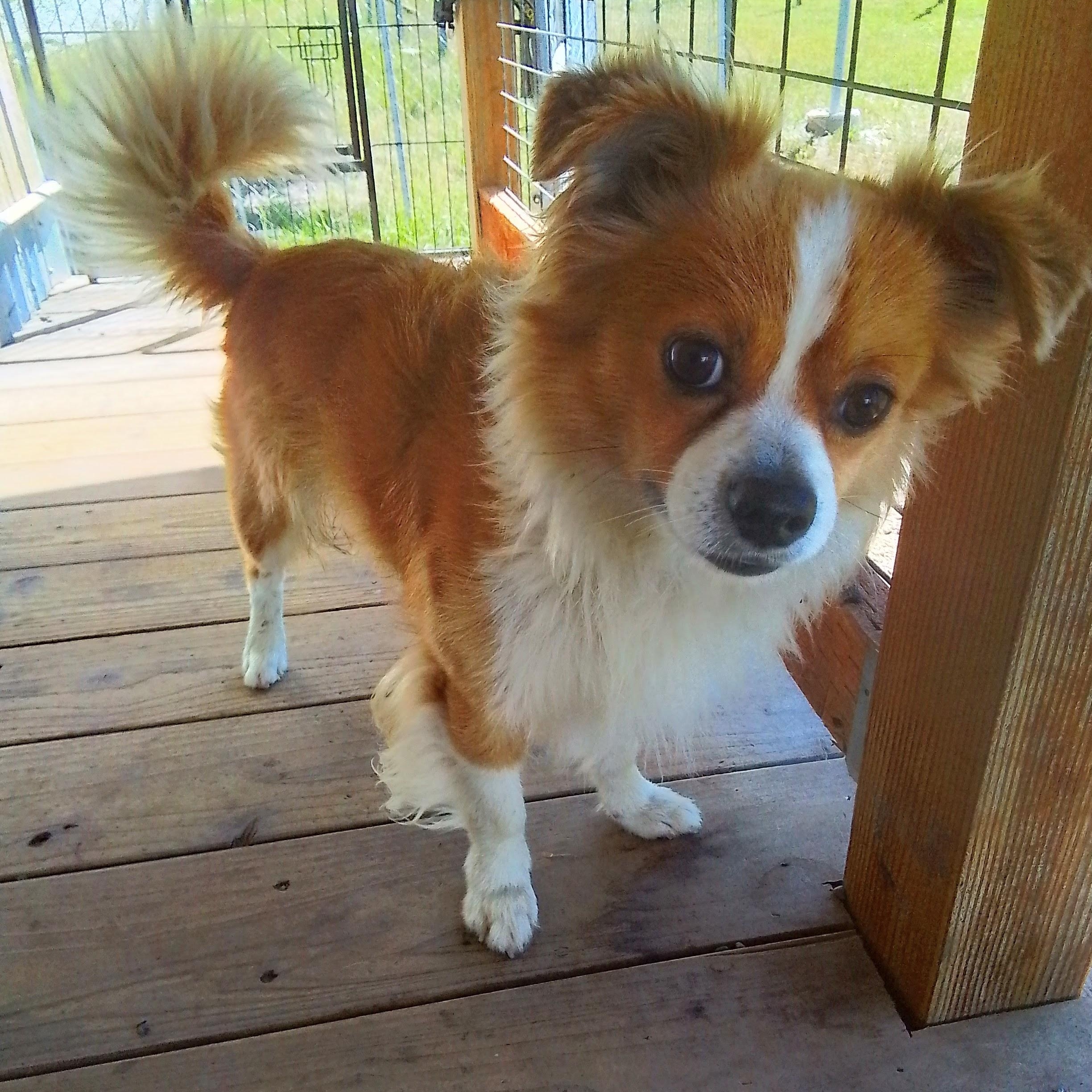 Pebble, a Adoptable mixed breed in Olympia, WA image 5/5