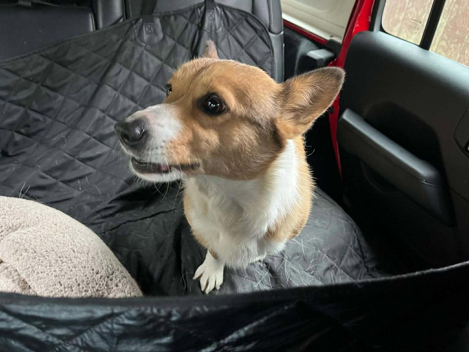 Tippy, Adopted, Young Female Corgi.