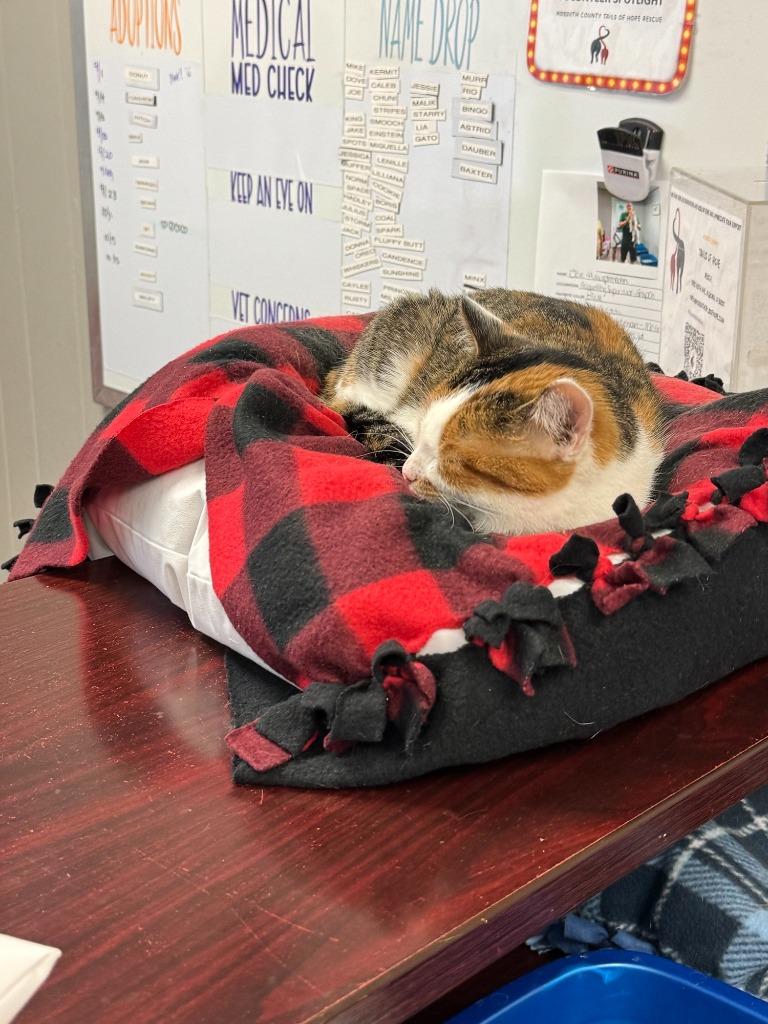 Peanut, Adoptable, Young Female Domestic Short Hair.