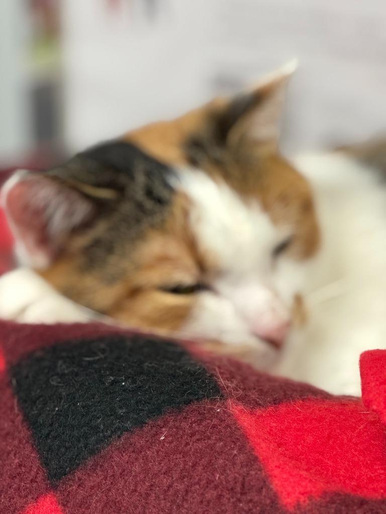 Enlarge Peanut, a Adoptable mixed breed in Algona, IA image 2/4