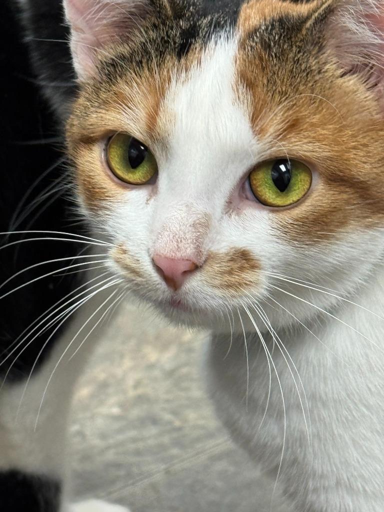 Enlarge Peanut, a Adoptable mixed breed in Algona, IA image 3/4