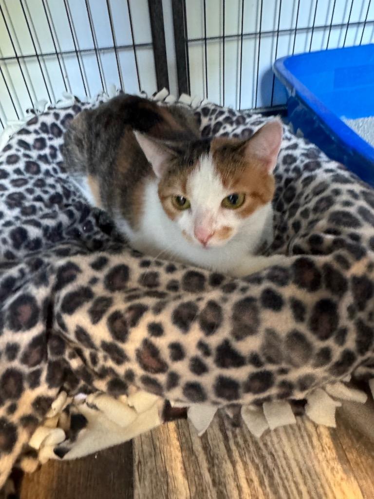 Enlarge Peanut, a Adoptable mixed breed in Algona, IA image 4/4