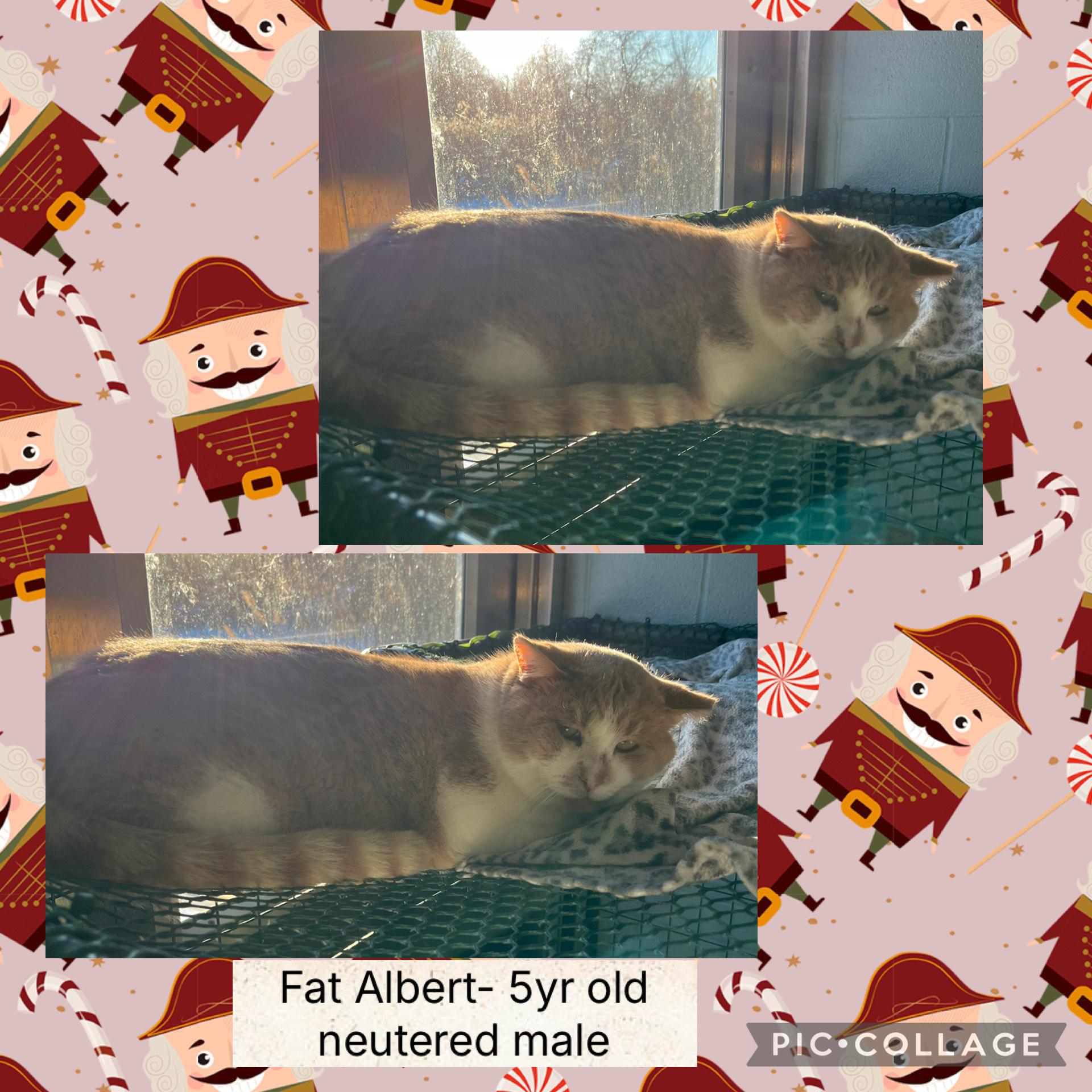 Enlarge Fat Albert, a ADOPTABLE Domestic Short Hair in Bryan, OH image 1/1