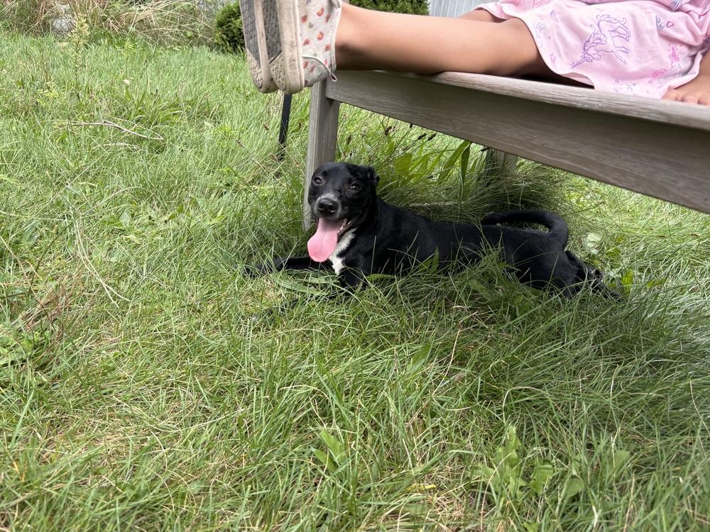 Michonne, a Adopted mixed breed in Bronx, NY image 1/6