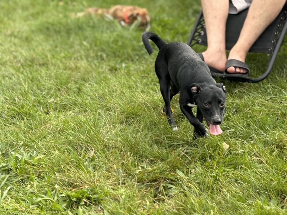Michonne, Adopted, Puppy Female Chihuahua.