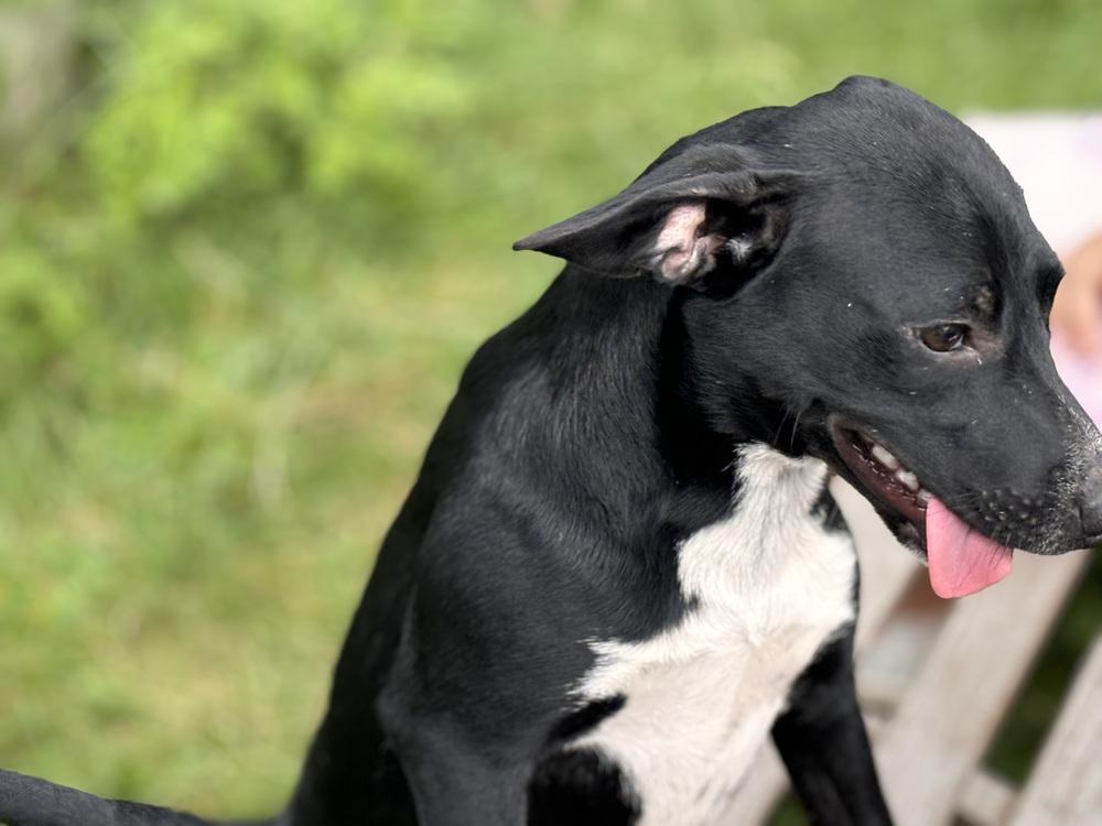 Michonne, a Adopted mixed breed in Bronx, NY image 4/6