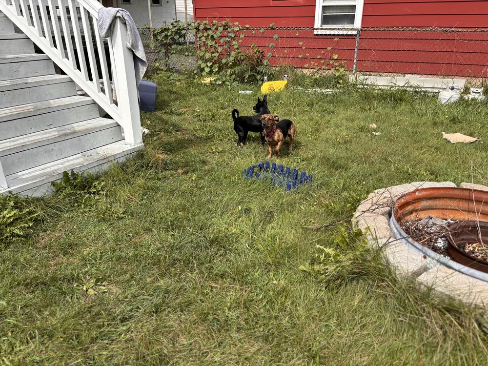 Michonne, a Adopted mixed breed in Bronx, NY image 5/6