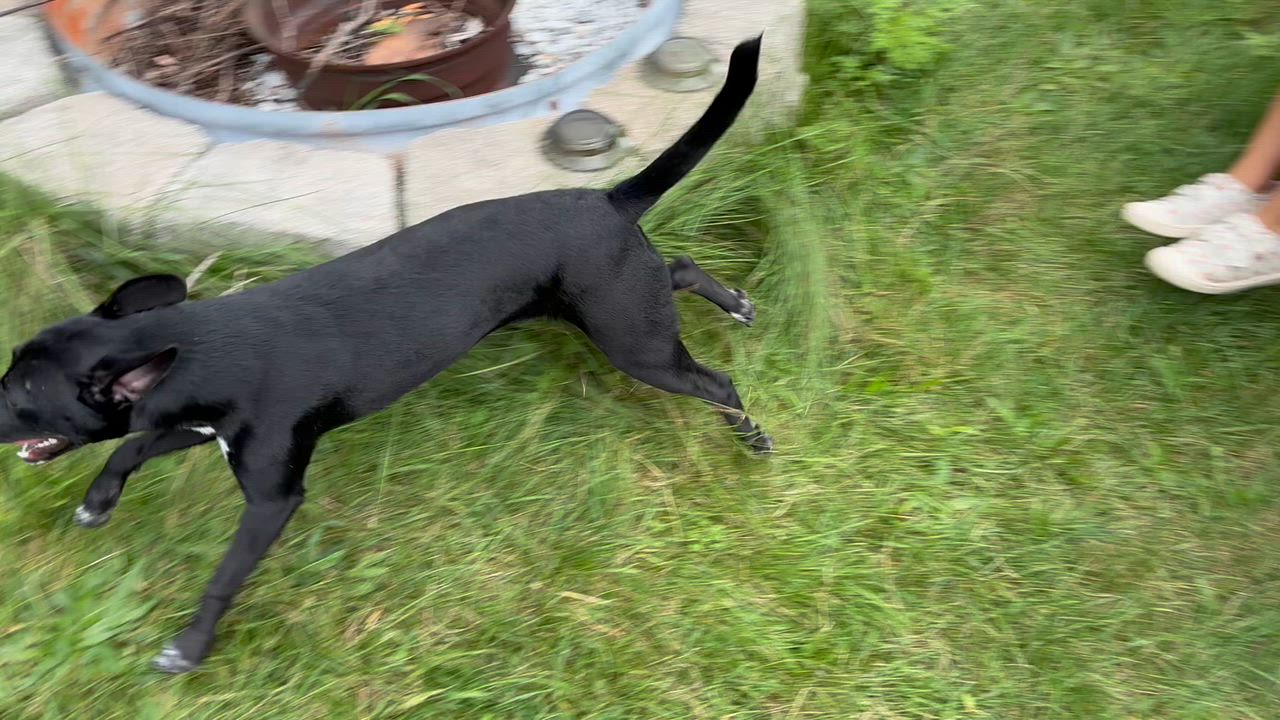 Enlarge Michonne, a Adopted mixed breed in Bronx, NY video 6/6