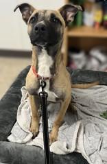 Enlarge Rick, a ADOPTABLE mixed breed in Cibolo, TX image 1/2