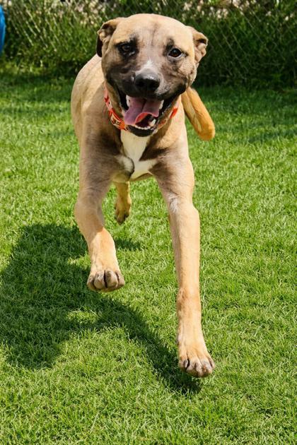 Enlarge Rick, a ADOPTABLE mixed breed in Cibolo, TX image 1/2