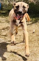 Enlarge Rick, a ADOPTABLE mixed breed in Cibolo, TX image 2/2