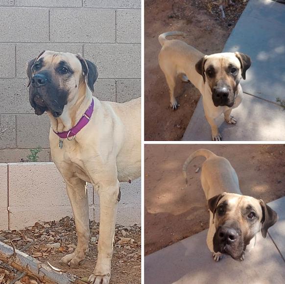 Chloe - ADOPTION PENDING, Adoptable, Young Female Mastiff.