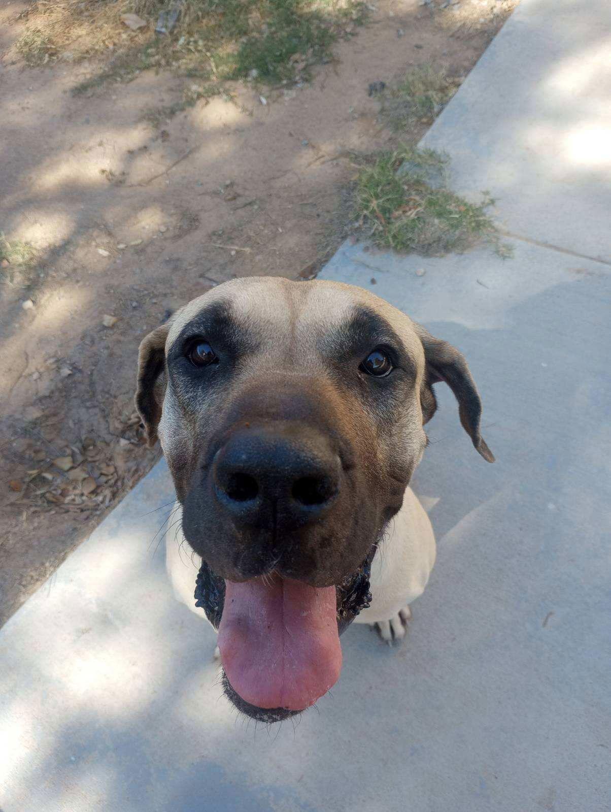 Enlarge Chloe - ADOPTION PENDING, a Adoptable Mastiff in Glendale, AZ image 2/2