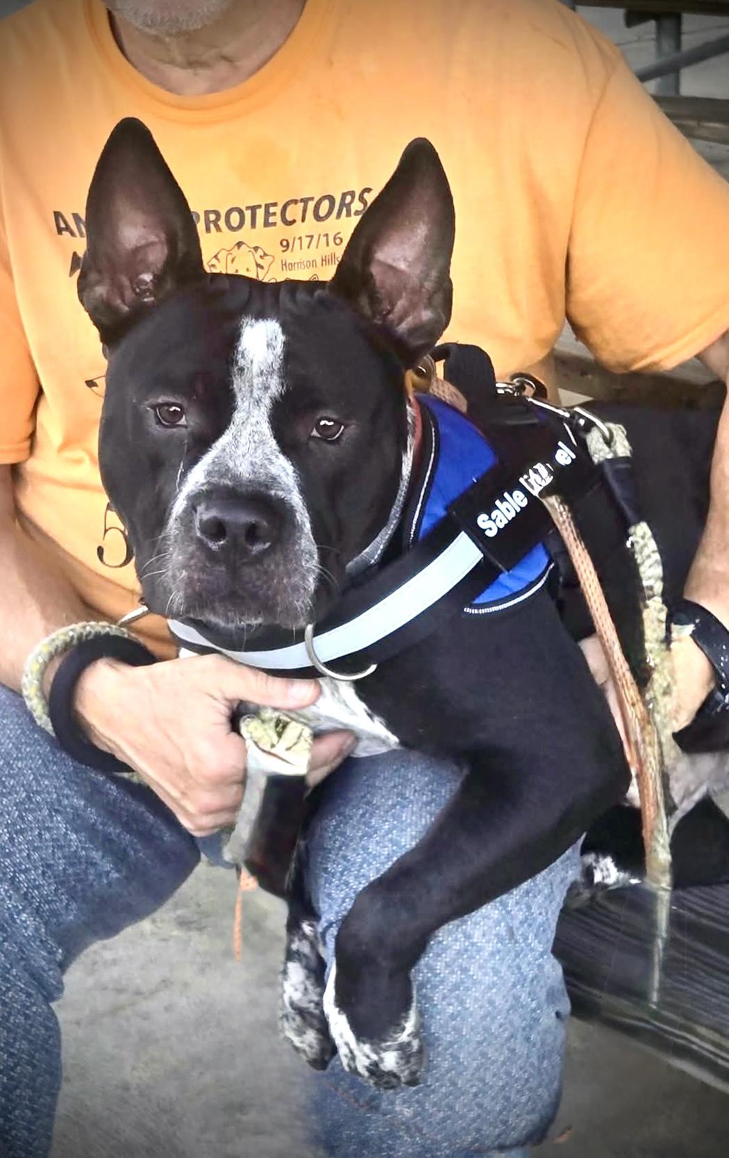 Enlarge Shy, a Adoptable mixed breed in McKeesport, PA image 5/6