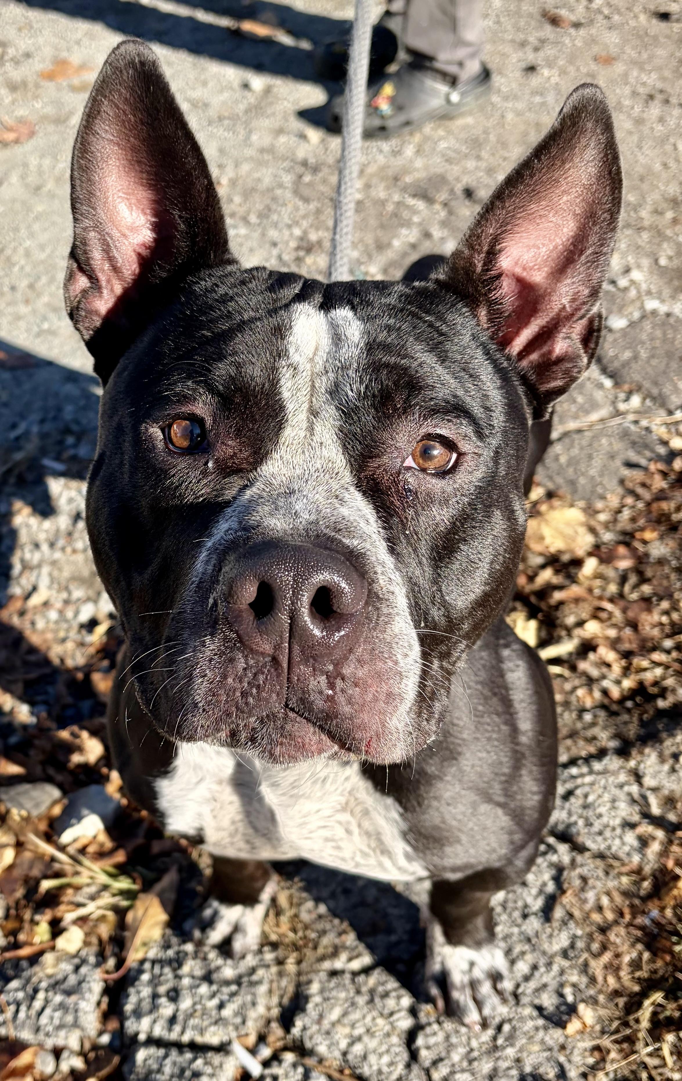 Shy, Adoptable, Young Male American Bully.