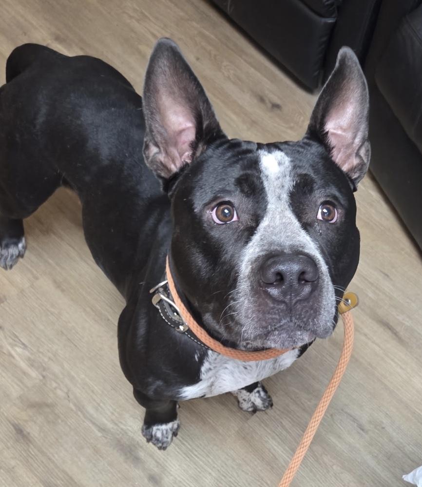 Enlarge Shy, a Adoptable mixed breed in McKeesport, PA image 2/6