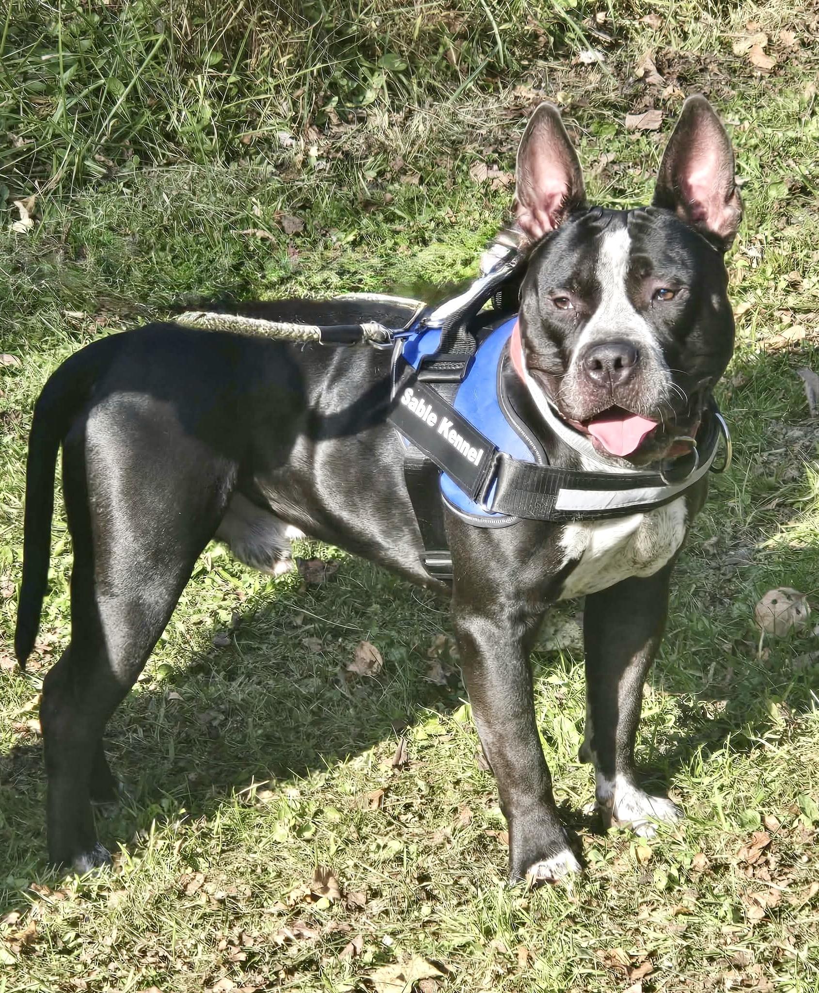 Enlarge Shy, a Adoptable mixed breed in McKeesport, PA image 3/6