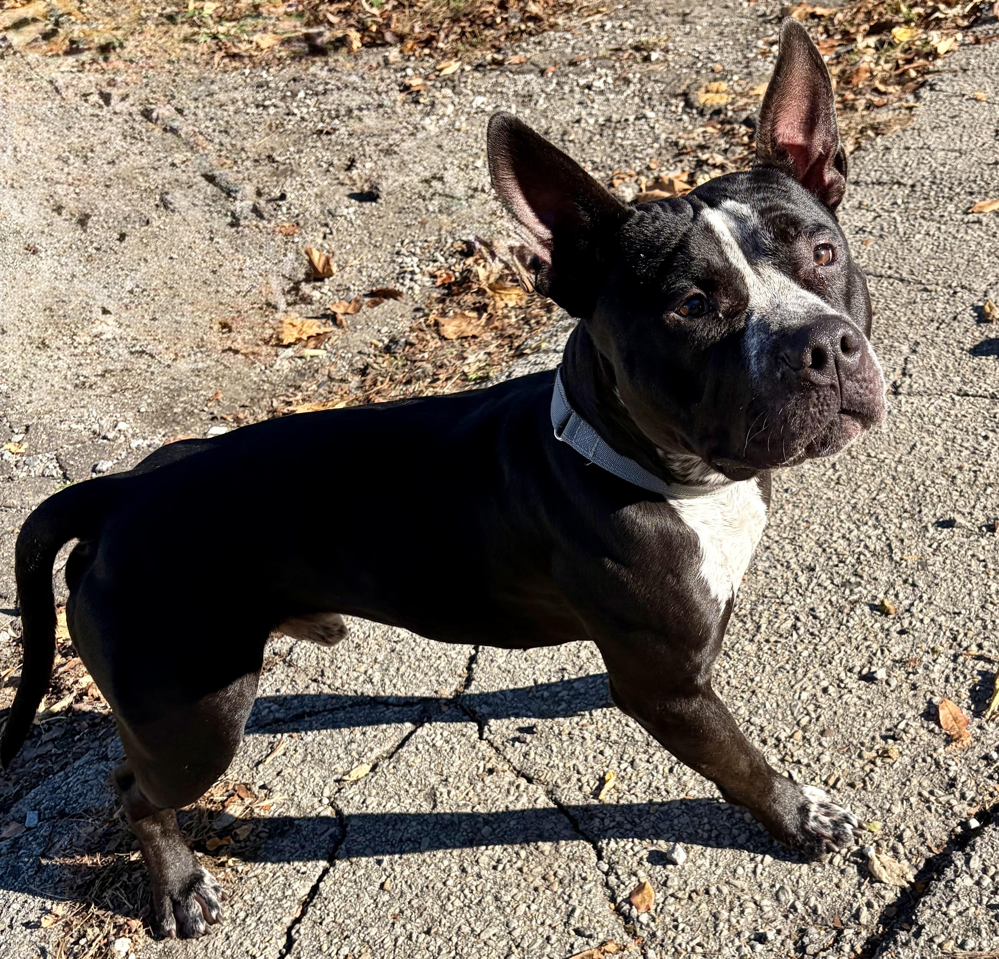 Enlarge Shy, a Adoptable mixed breed in McKeesport, PA image 6/6
