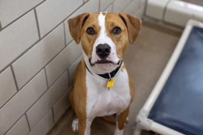 Charlie, Adoptable, Adult Male Pit Bull Terrier & Mixed Breed.