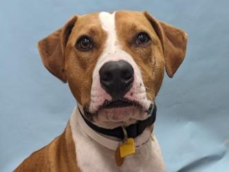 Charlie, a Adoptable mixed breed in Golden Valley, MN image 2/3